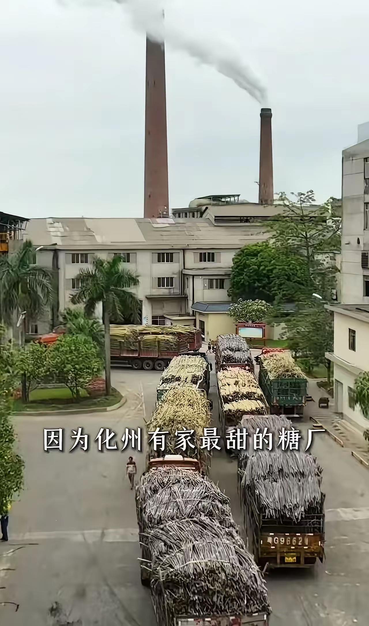 这就叫格局！广东一家糖厂，立了个新规矩，让全网轰动了！凡是拉甘蔗来厂的大货车，只