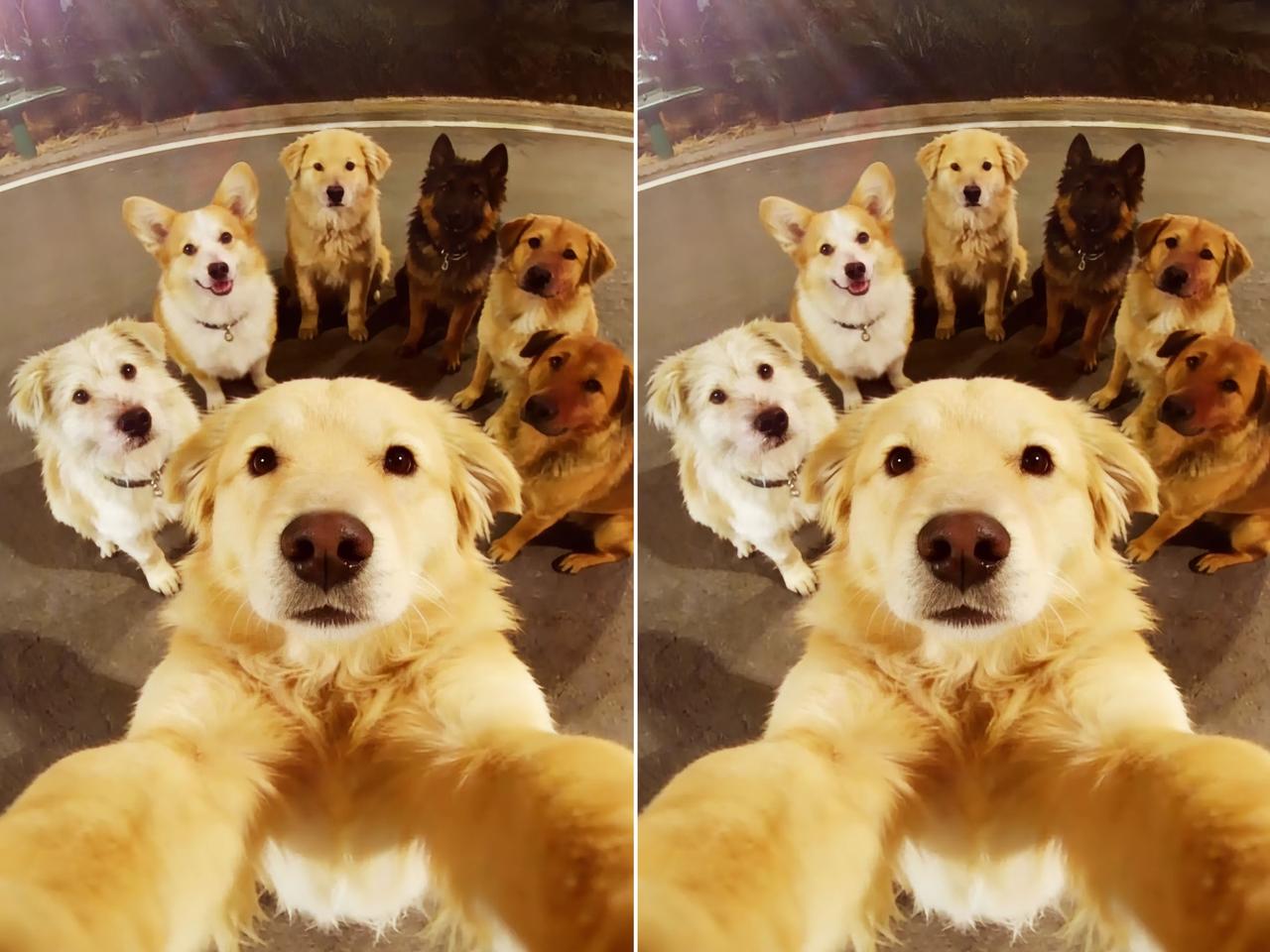 长春这事看得人又揪心又解气，
越想越觉得破防。
同村7只朝夕相伴的狗狗，
被偷狗