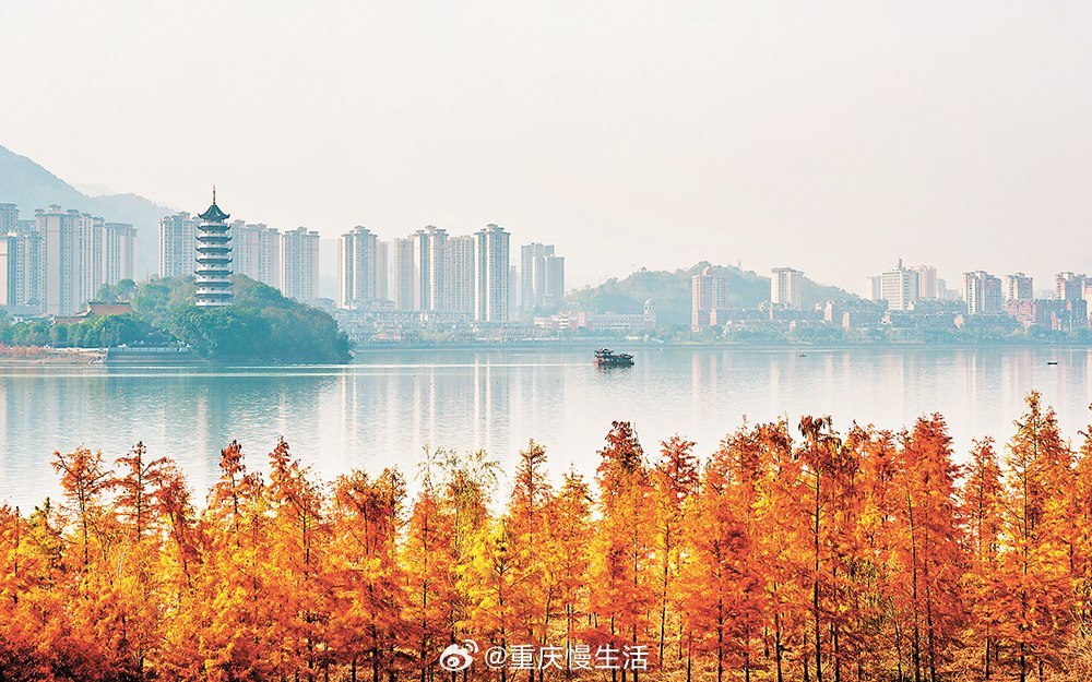 #开州汉丰湖荒滩披彩衣#12月8日，开州区汉丰湖乌杨坝层林尽染，在冬日暖阳的照耀