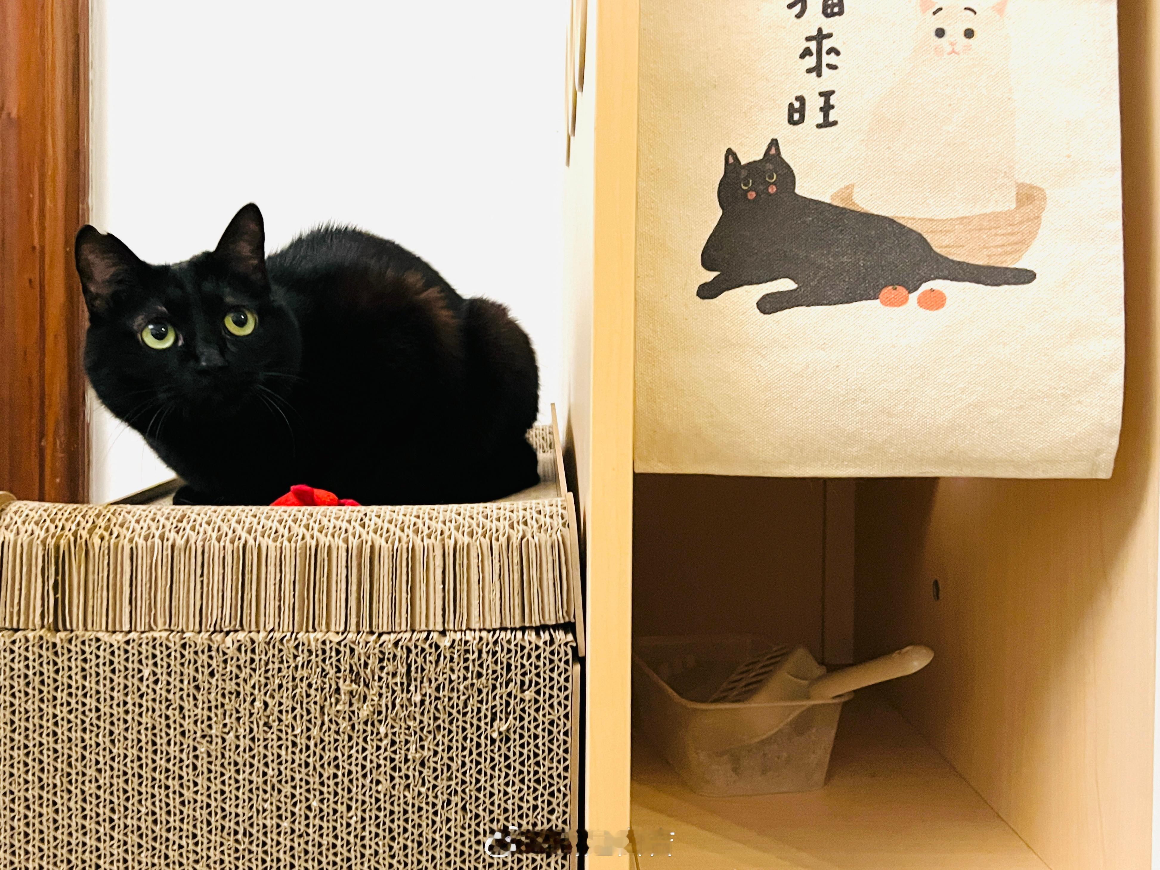 畫中貓☺️蝦蝦不可以太可愛 ​​​