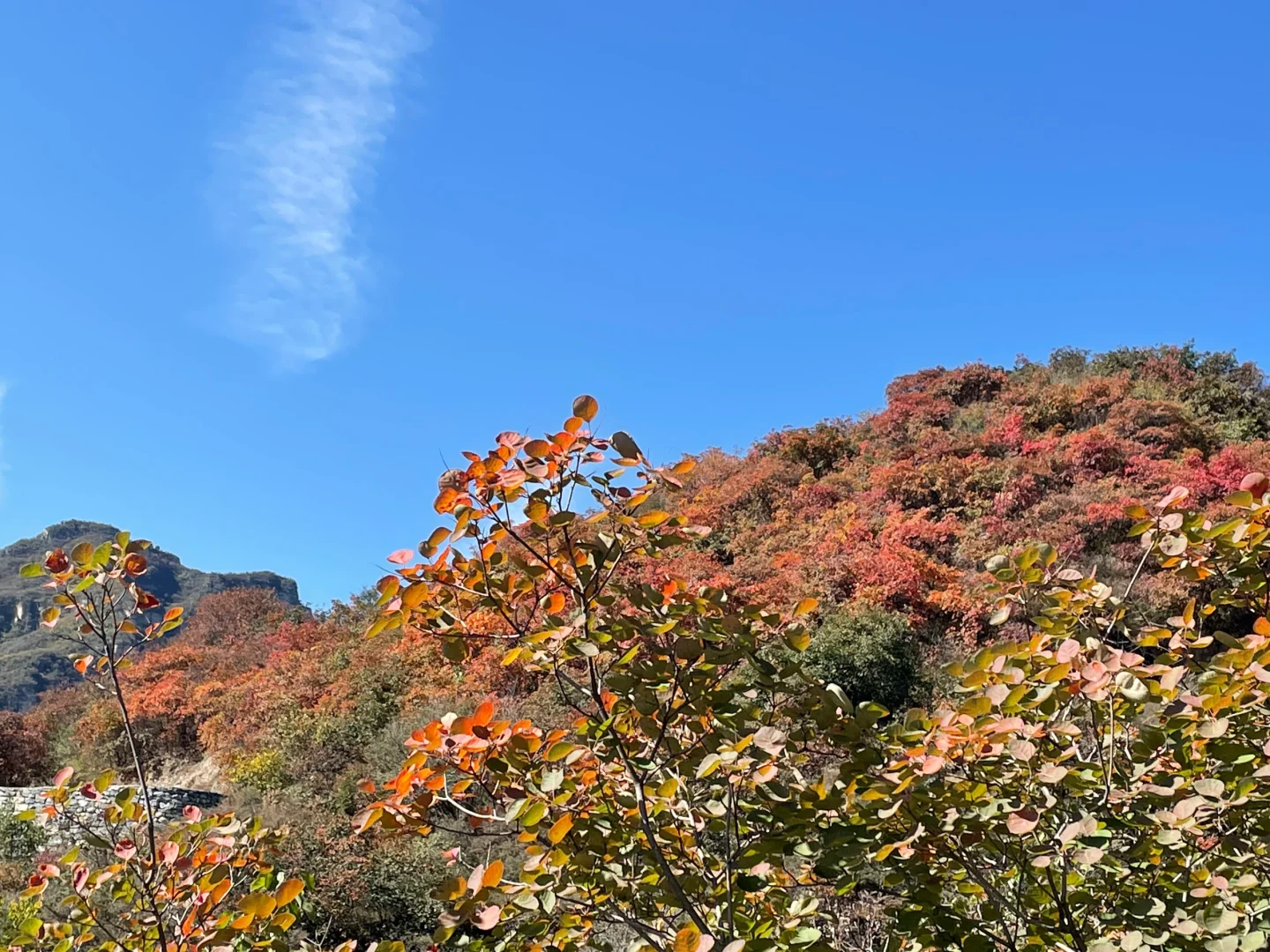 今天的坡峰岭红叶实拍！