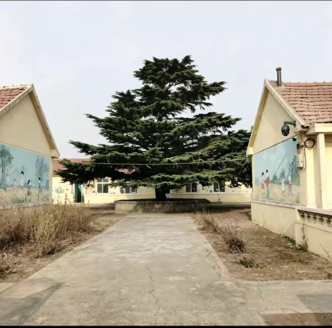 学校的小路两旁有画墙，中间有一棵大树。看到这些图片，满满的回忆，和我山东老家鲁西