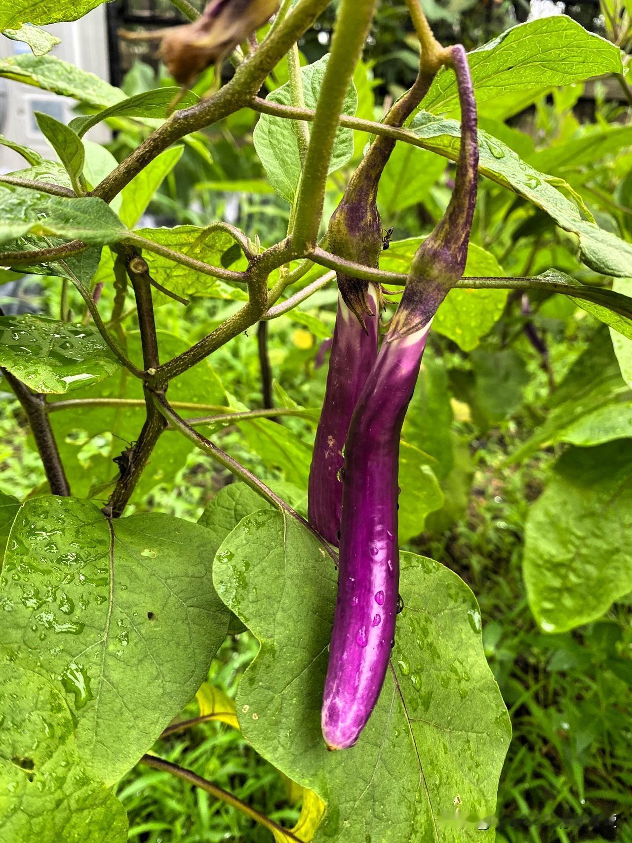 夏日生活打卡季我家的小菜园可以改名字叫百草园了，虽然草比菜高，也有收获，自己种的