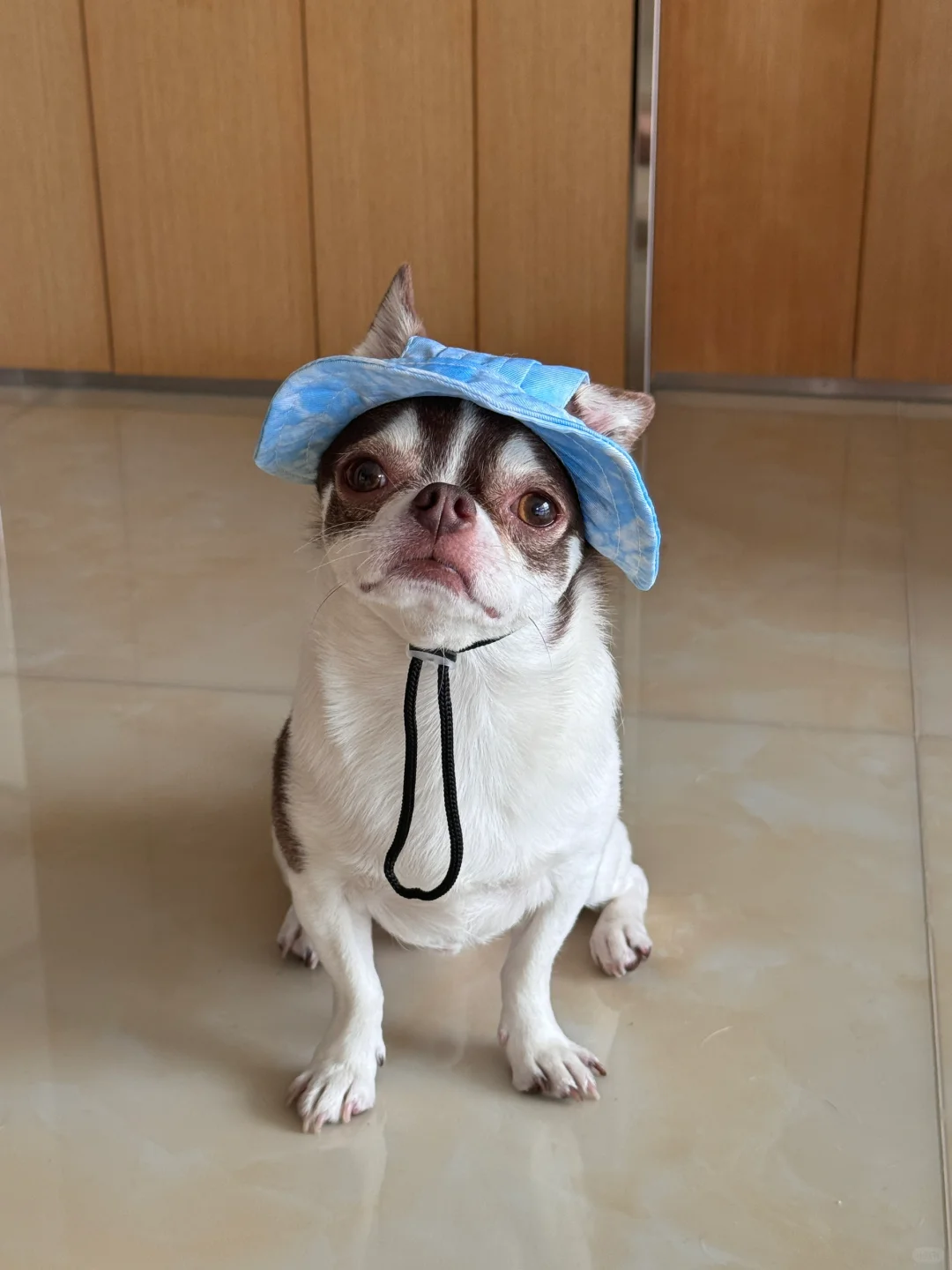 麻麻我们出去玩吧！｜吉娃娃日常