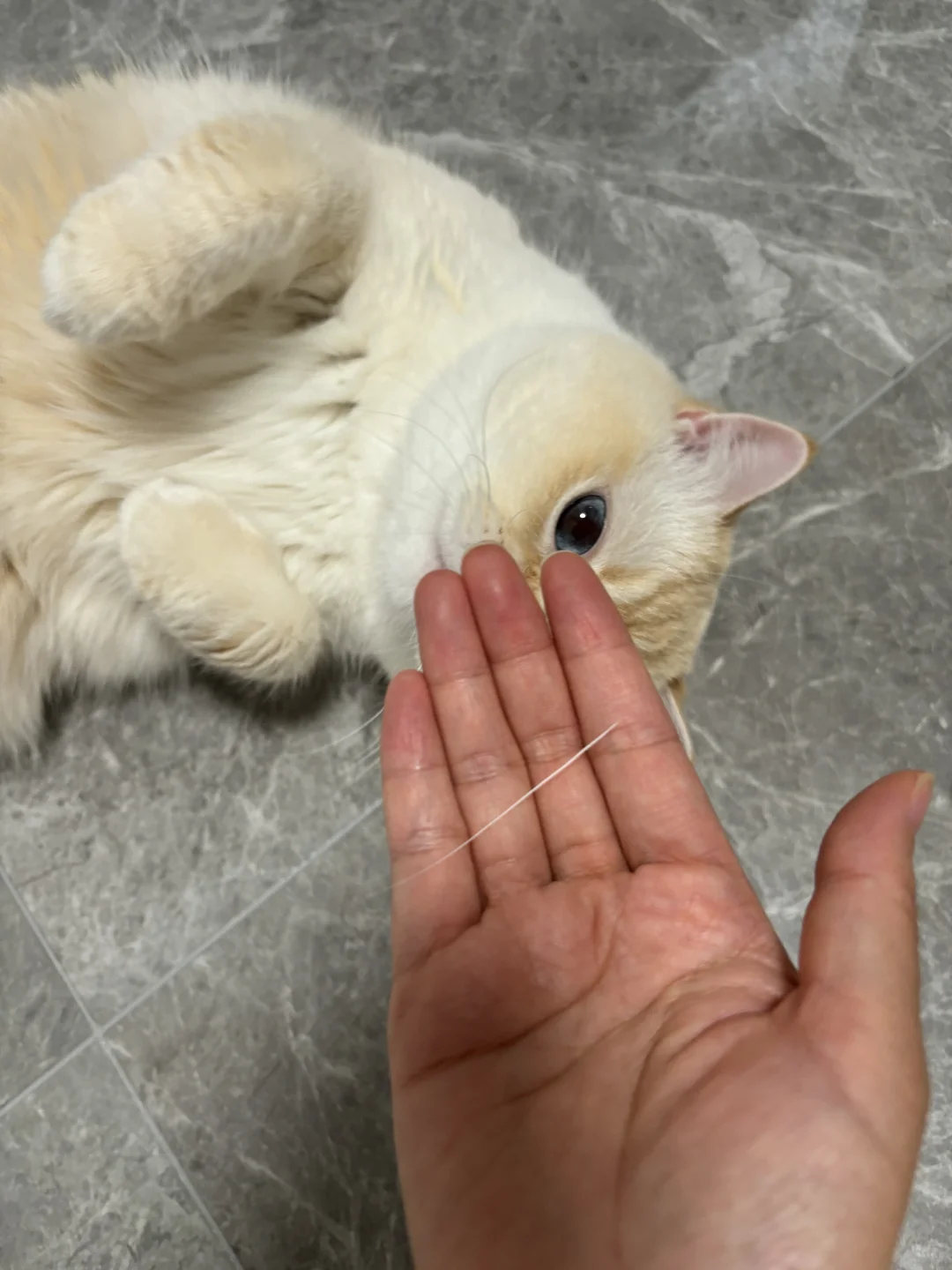 捡到小猫胡子啦