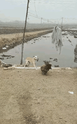 飞禽与走兽有啥利益冲突，咋就缠斗上了。