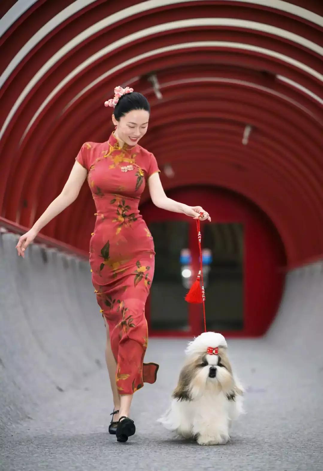 12月20日，霍思燕在社交平台晒出自己穿着旗袍带领西施爱犬参加国际犬展的照片，并