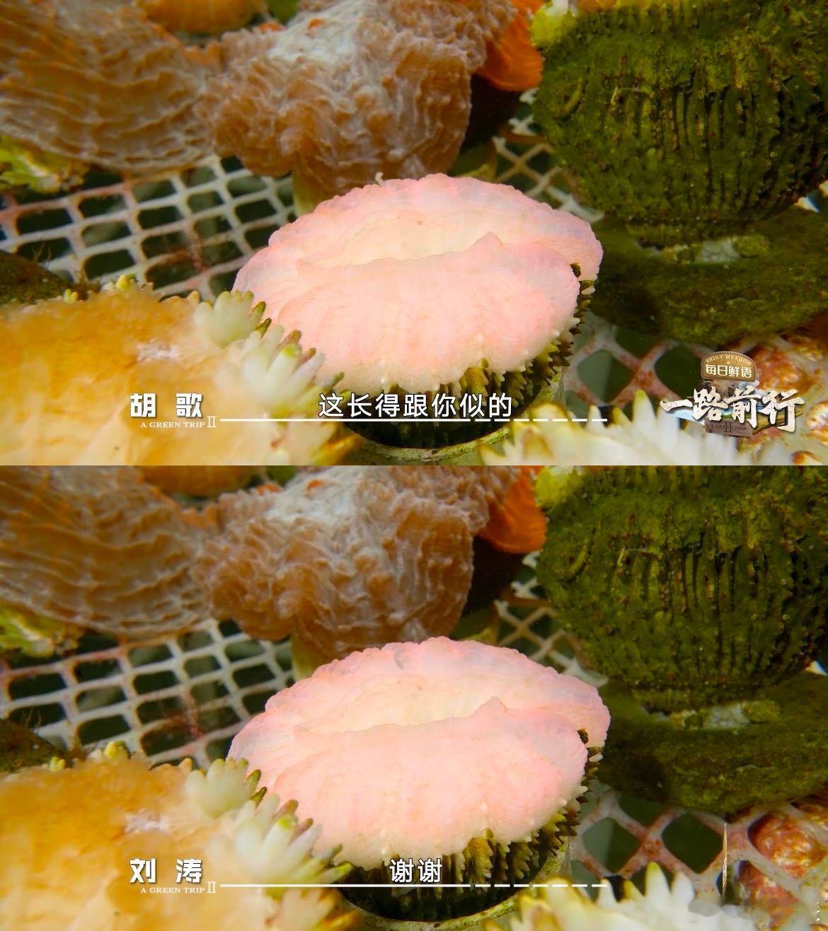 胡歌刘涛平等地珊瑚塑所有人  本以为是一次普通的生态探索，没想到 和 还能玩出新