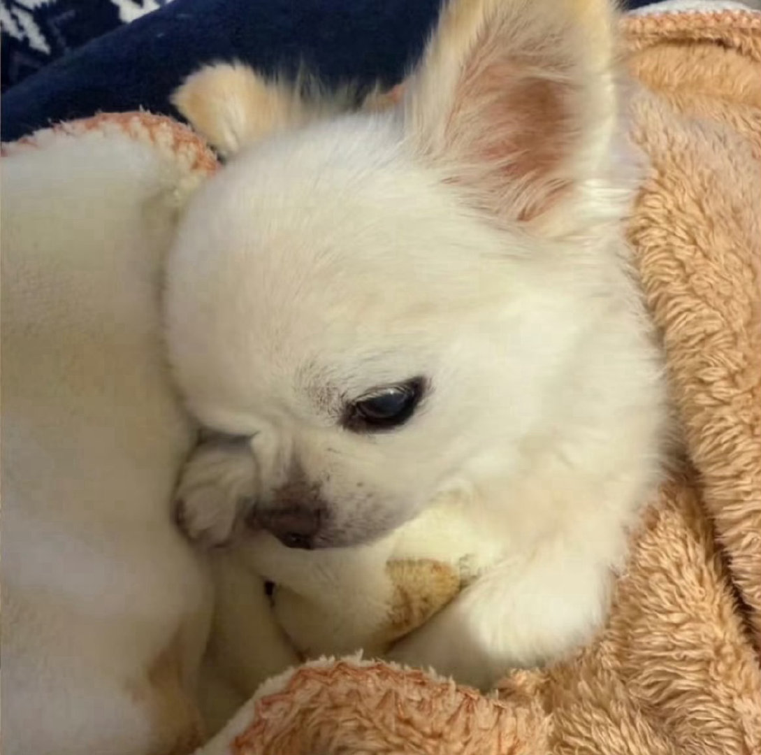 看九门想养狗的欲望达到了顶峰九门 和朋友一起追剧，我俩看完不约而同都说，好想拥有