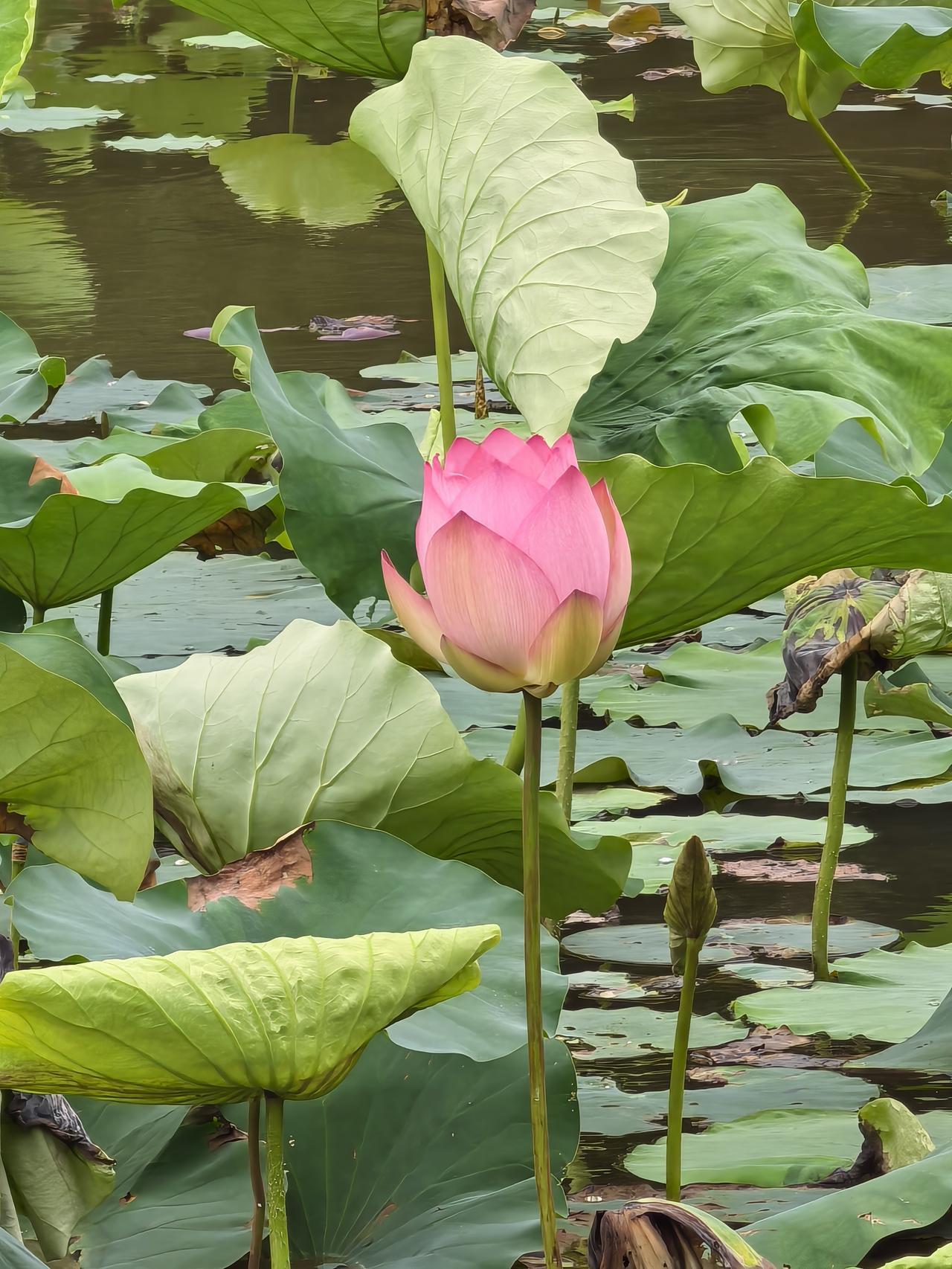 深圳洪湖公园的荷花次第开放，自驾去赏花要提前预约停车位。