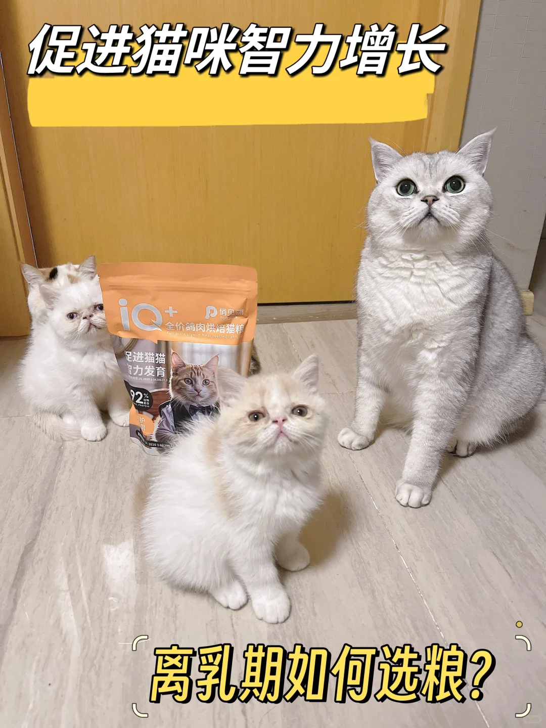 离乳期猫咪如何选粮？