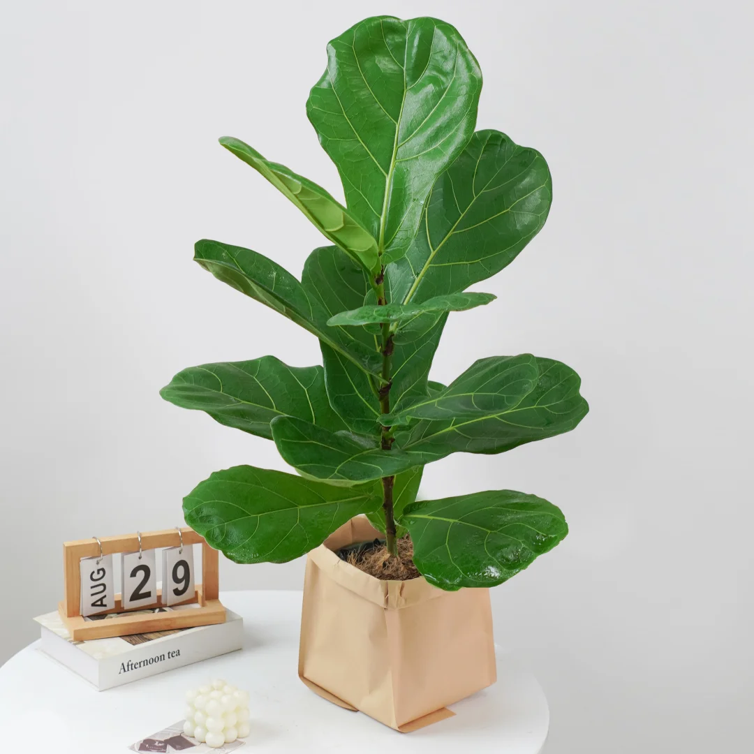 琴叶榕🌿家居绿植新宠