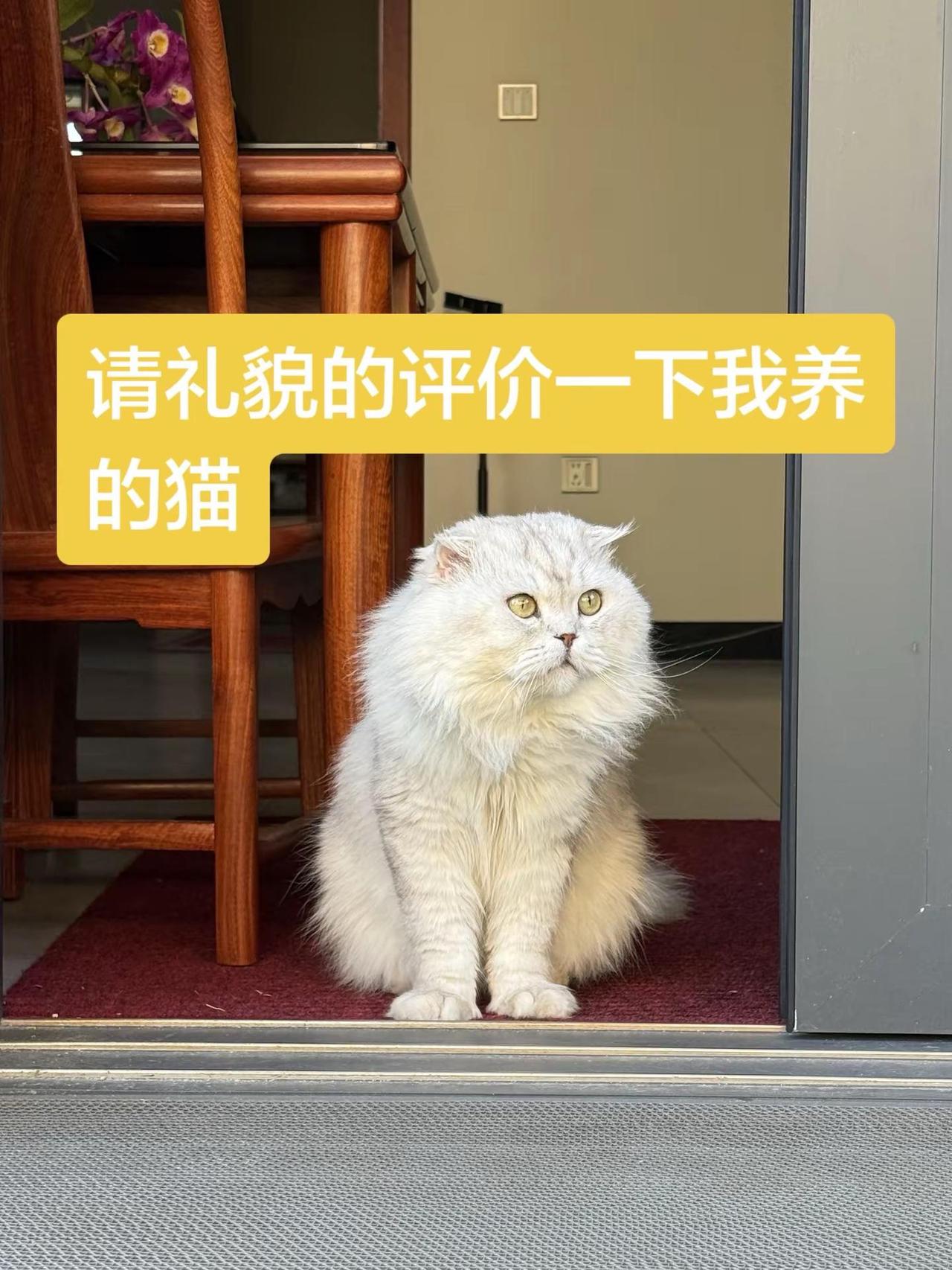 请礼貌的评价一下我养的猫咪。铲屎官集合移步评论区猫咪