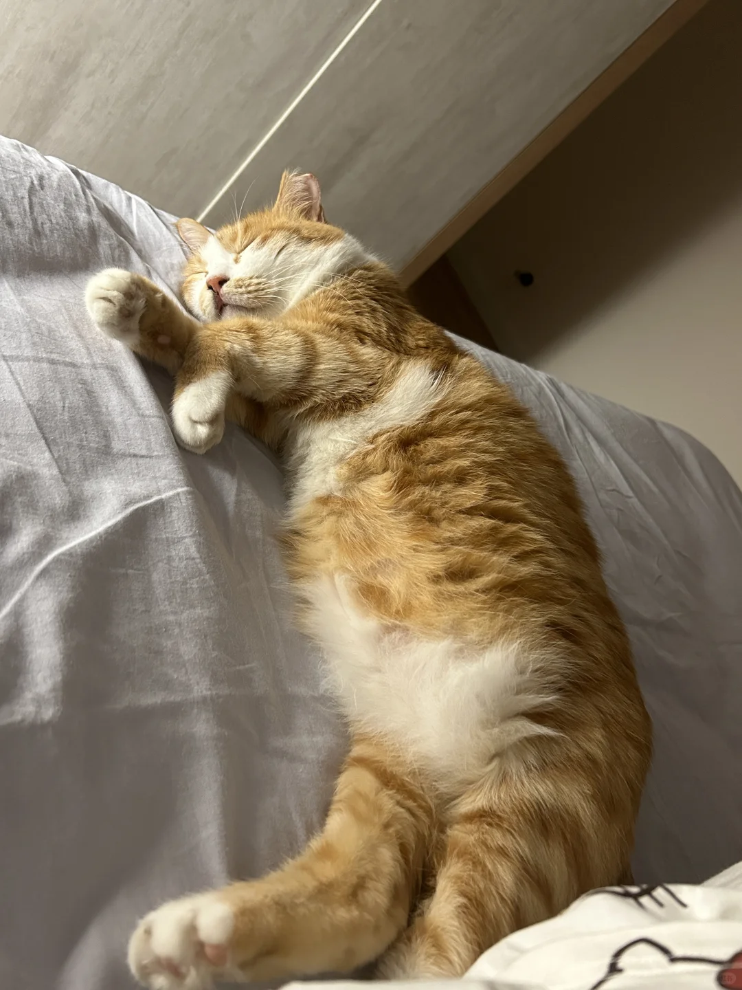 看小猫睡觉好治愈