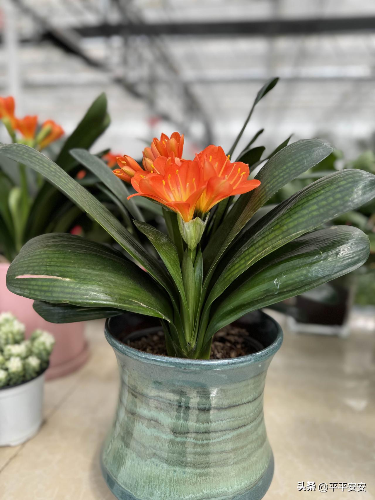 想让君子兰叶片肥厚油亮、长势旺盛，抓住土、水、光、肥、温五点就够。用疏松透气的腐