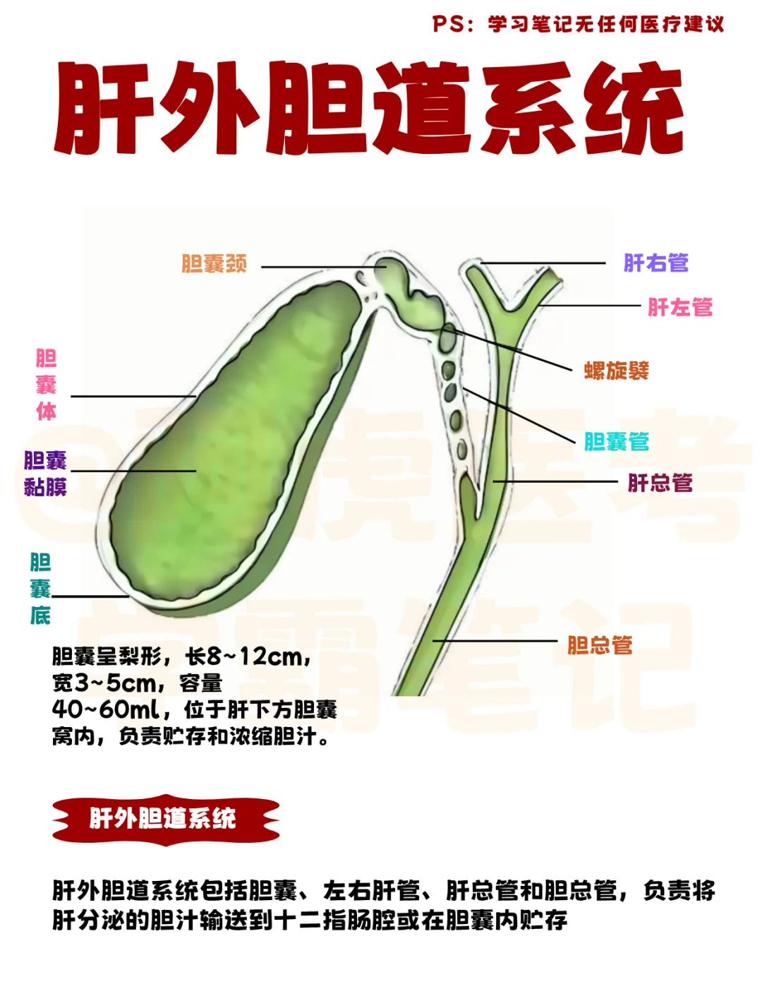 医学生笔记📒｜肝外胆道系统👆