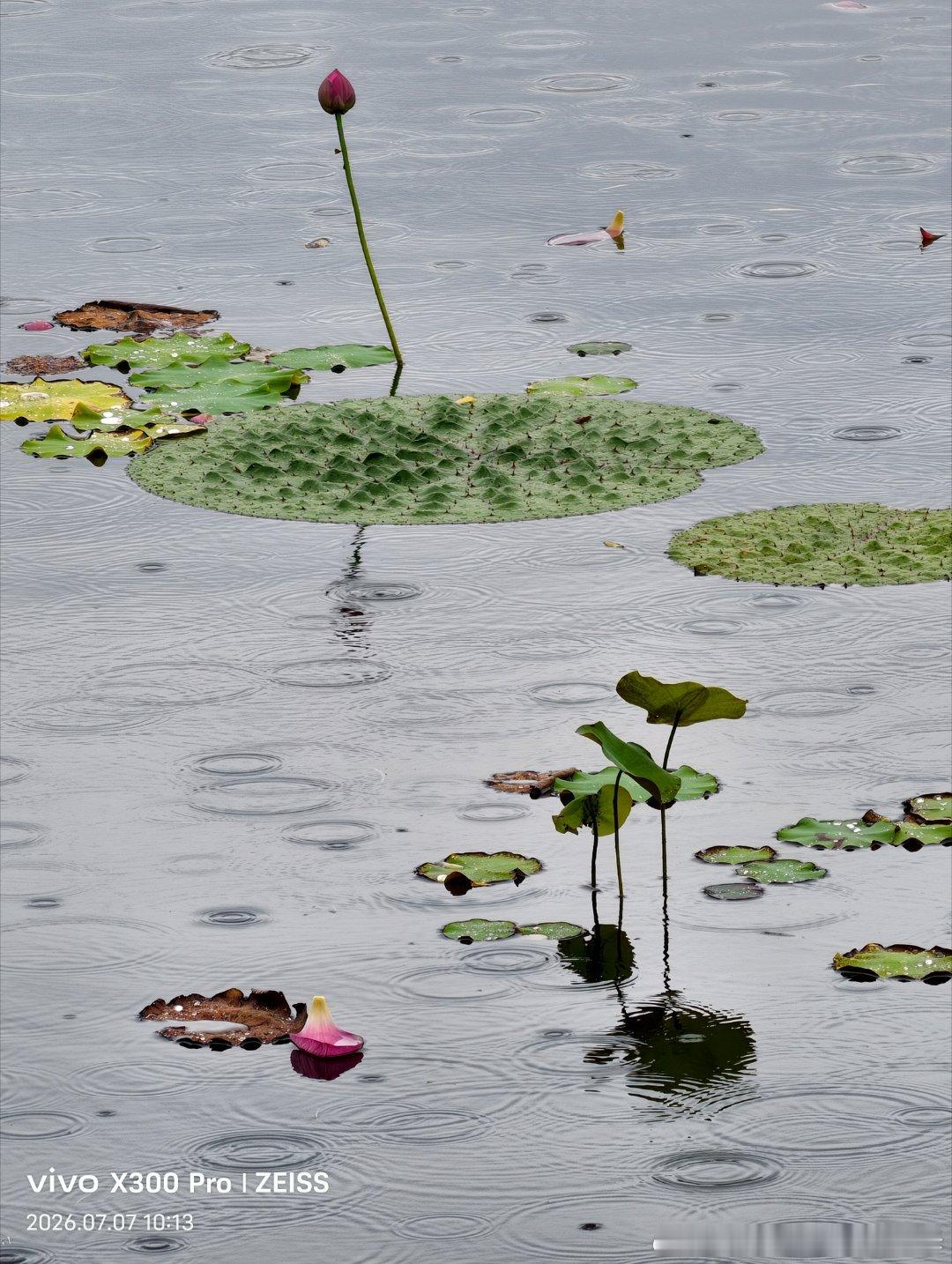 柳外轻雷池上雨，雨声滴碎荷声。  临沂·山东临沂圣陶高级中学