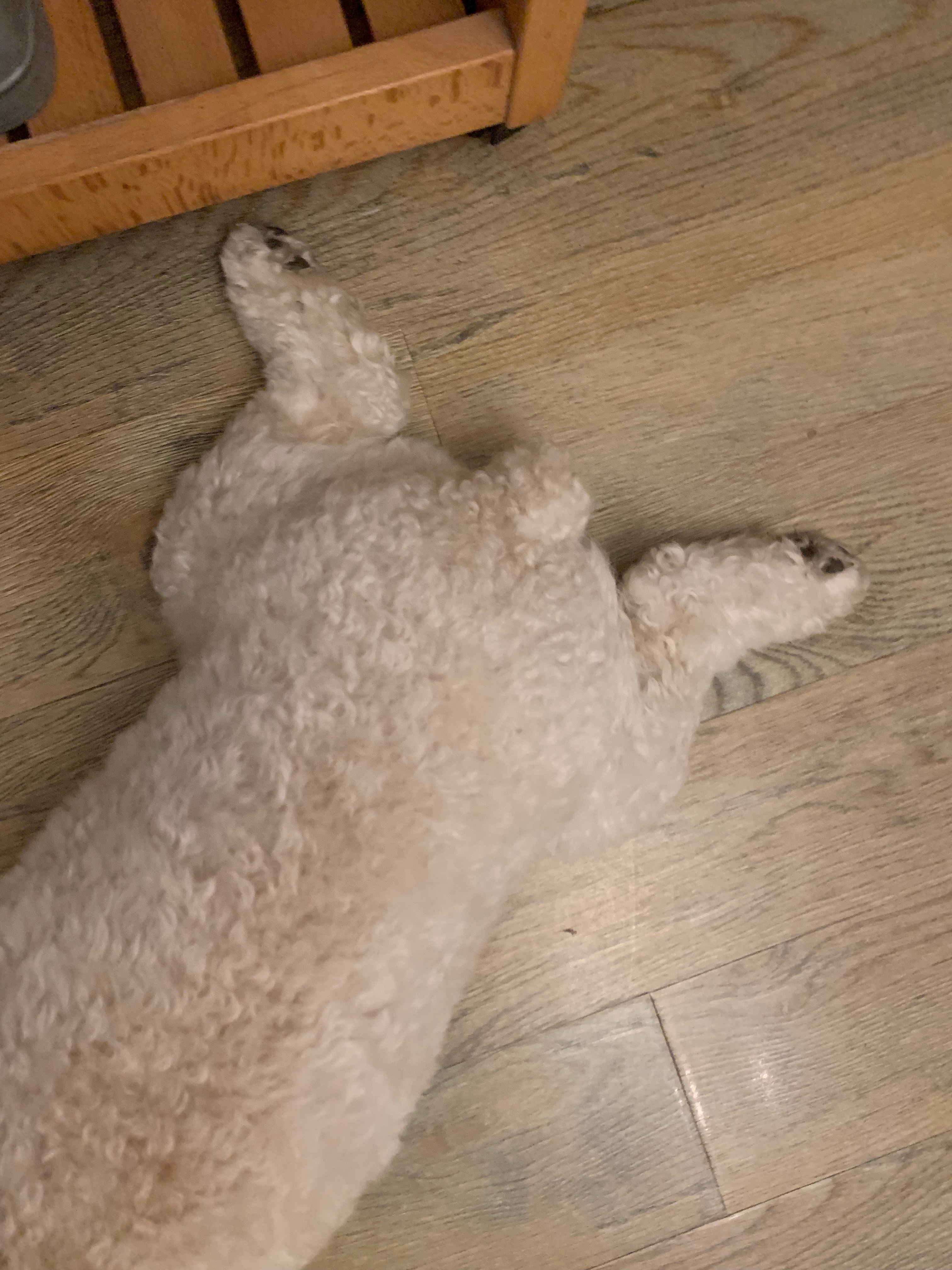 夜晚又是瓢泼大雨，无奈呀！宅家板鸭趴还要陪着玩，消耗一点能量！ 