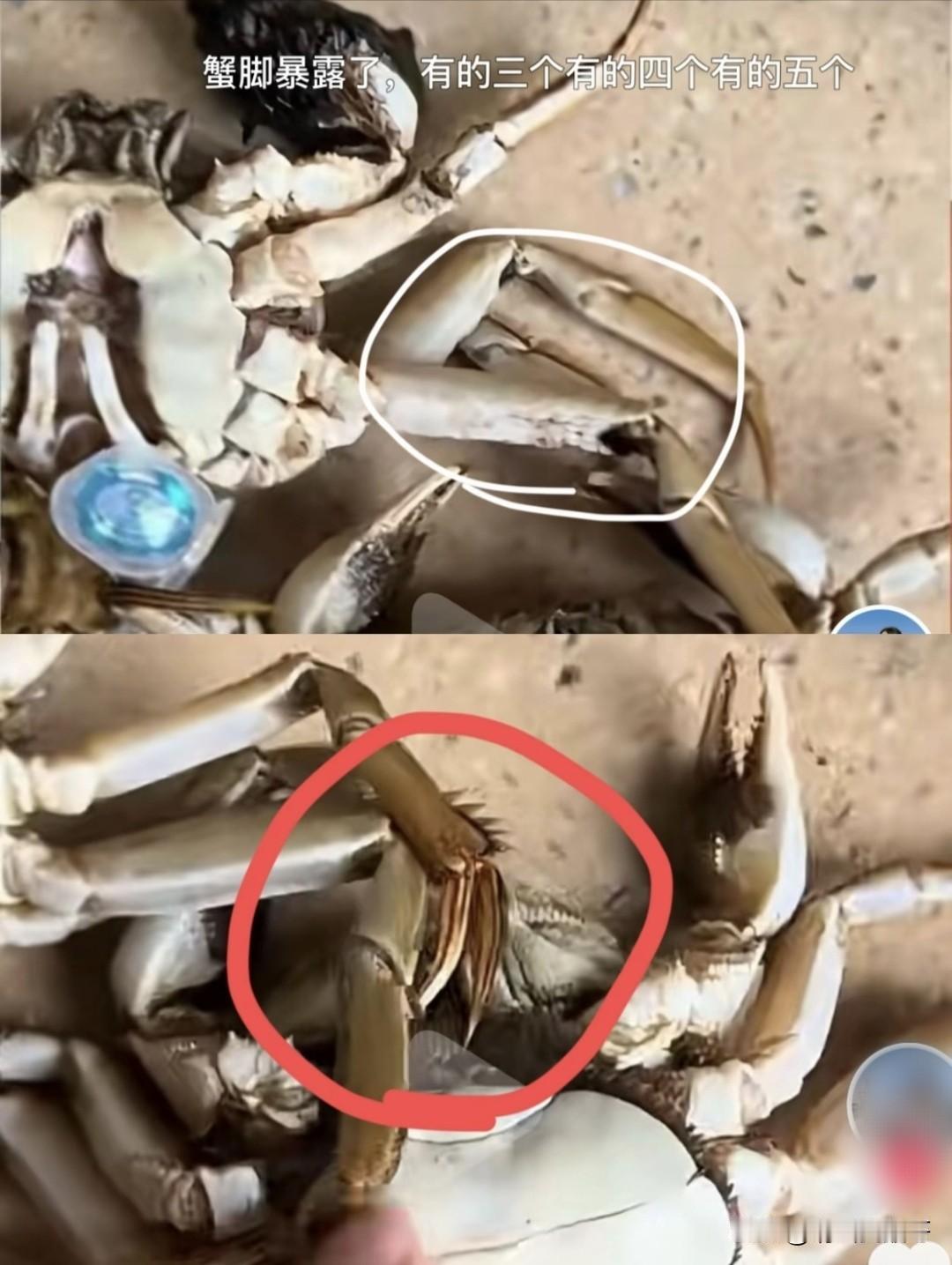 螃蟹AI造假维权女店家有了新进展。12月2日，江苏电商高女士发视频称拿到警方处理