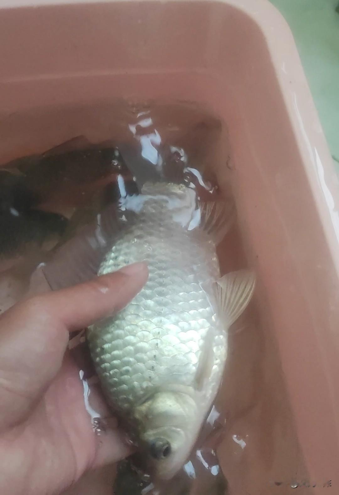 野钓还在说线粗挡口、钩大吃不下、浮漂大了不灵敏的，该是坑了多少人。

今天去钓鱼