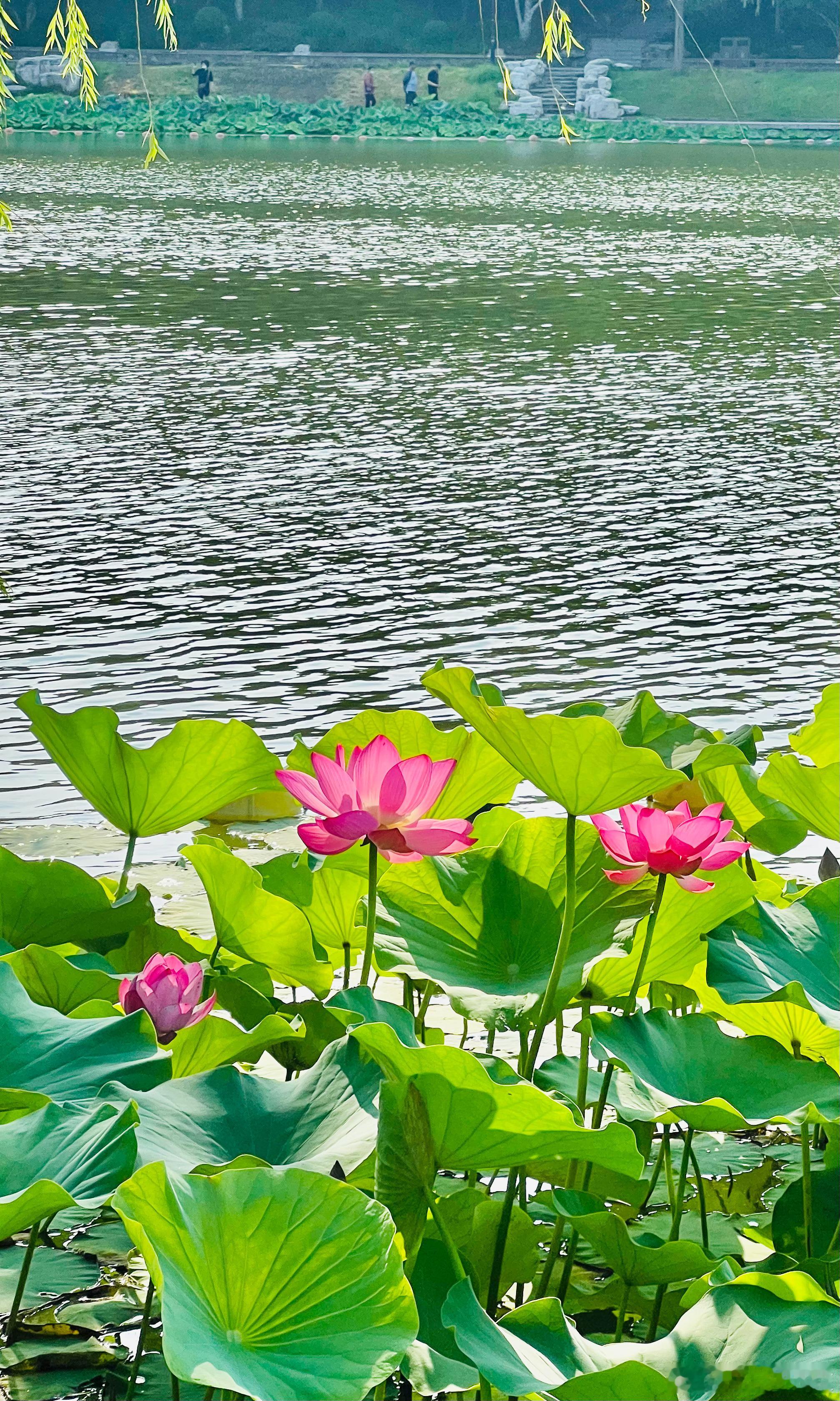 陶然亭公园 荷花飘香摄影​​​