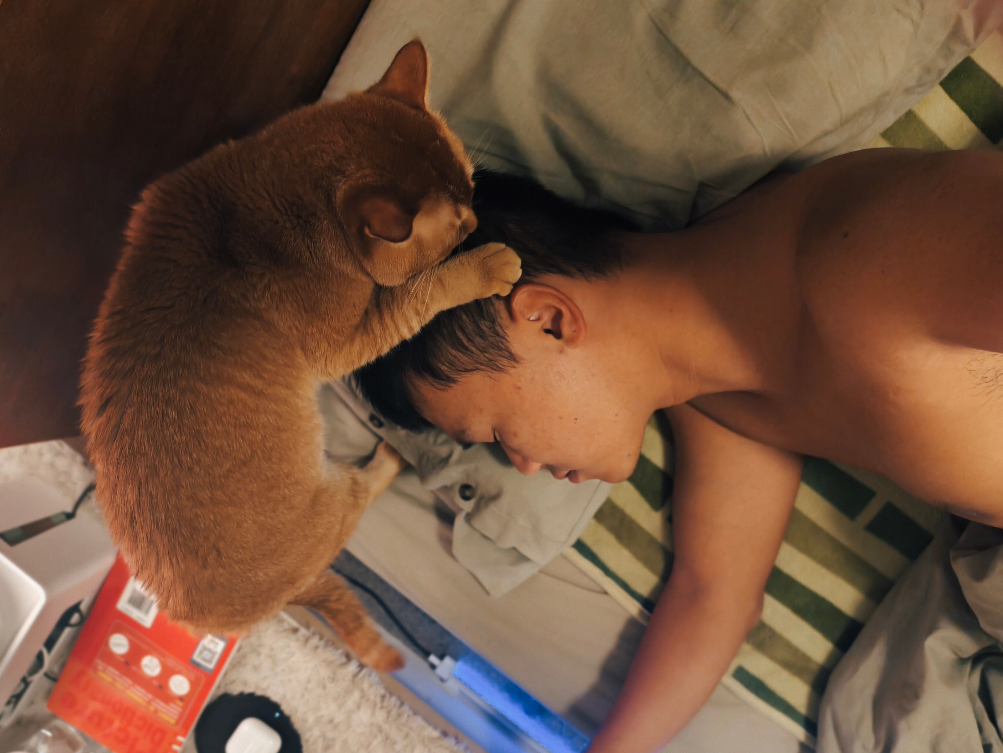 当猫猫开始睡前舔我头发帮我按摩💆🏻♂️我一搜才知道原来是发情了…[淡淡的] 