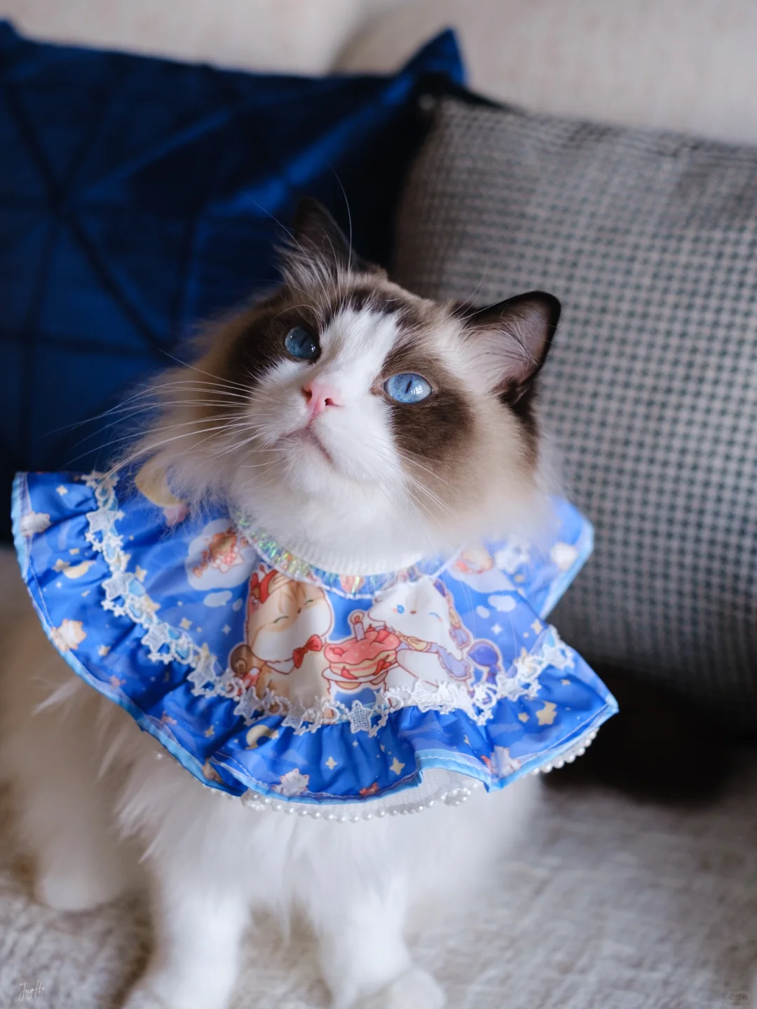 右滑接收蓝眼睛小猫的wink～🪬