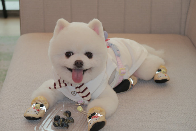 孟子义巧克力一起走红毯带巧克力走红毯也太浪漫了，孟子义好温柔孟子义衣服夹夹子