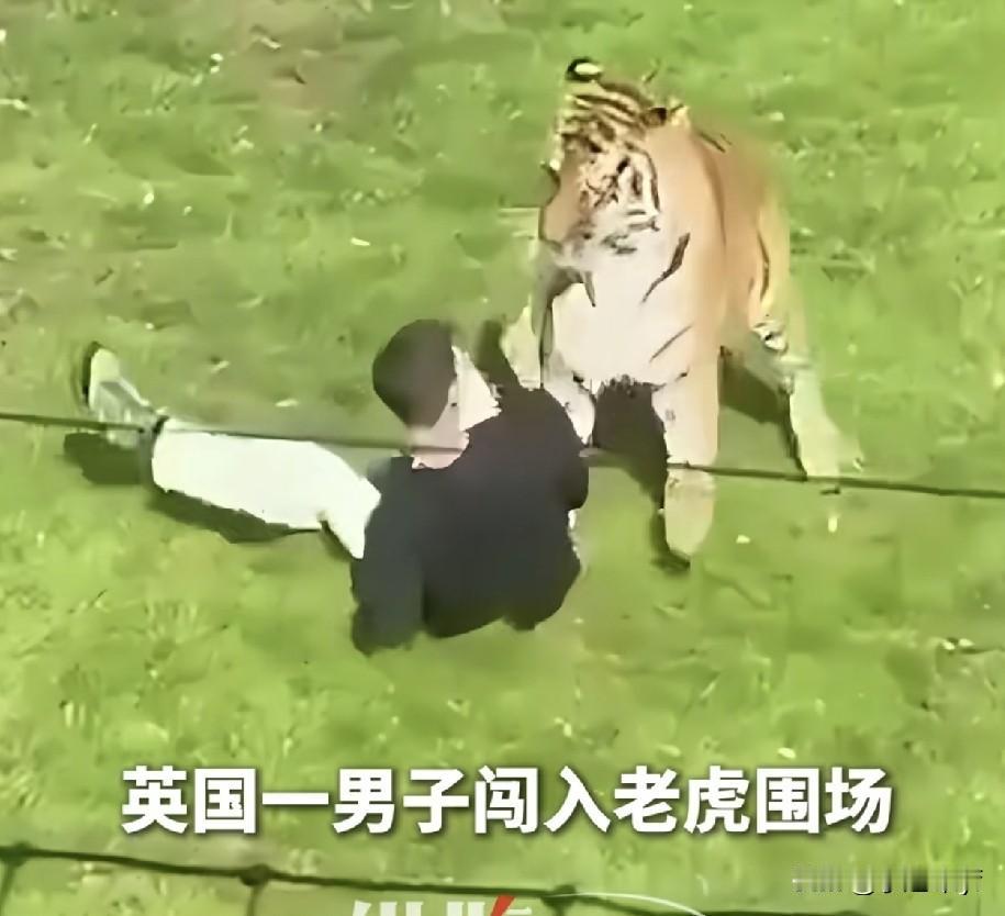 英国男子惨遭东北虎袭击身亡，却反遭指责！现场太吓人！

任何时候，都不要低估野兽
