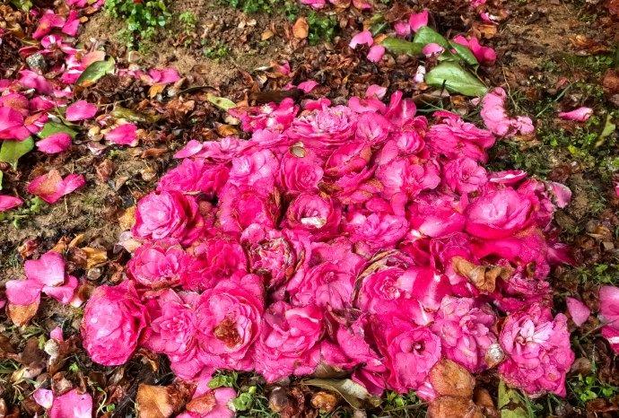 走进摄影，满眼都是即将落幕的茶花。虽说落红不是无情物，化作春泥更护花，但看着枝头