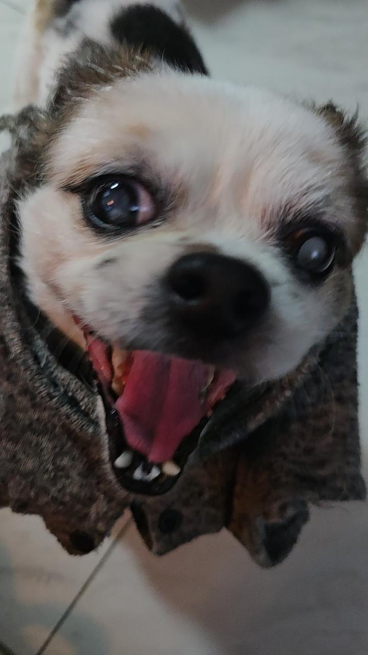 约的朋友家的猫和我家的狗感觉好像没打架 ​​​