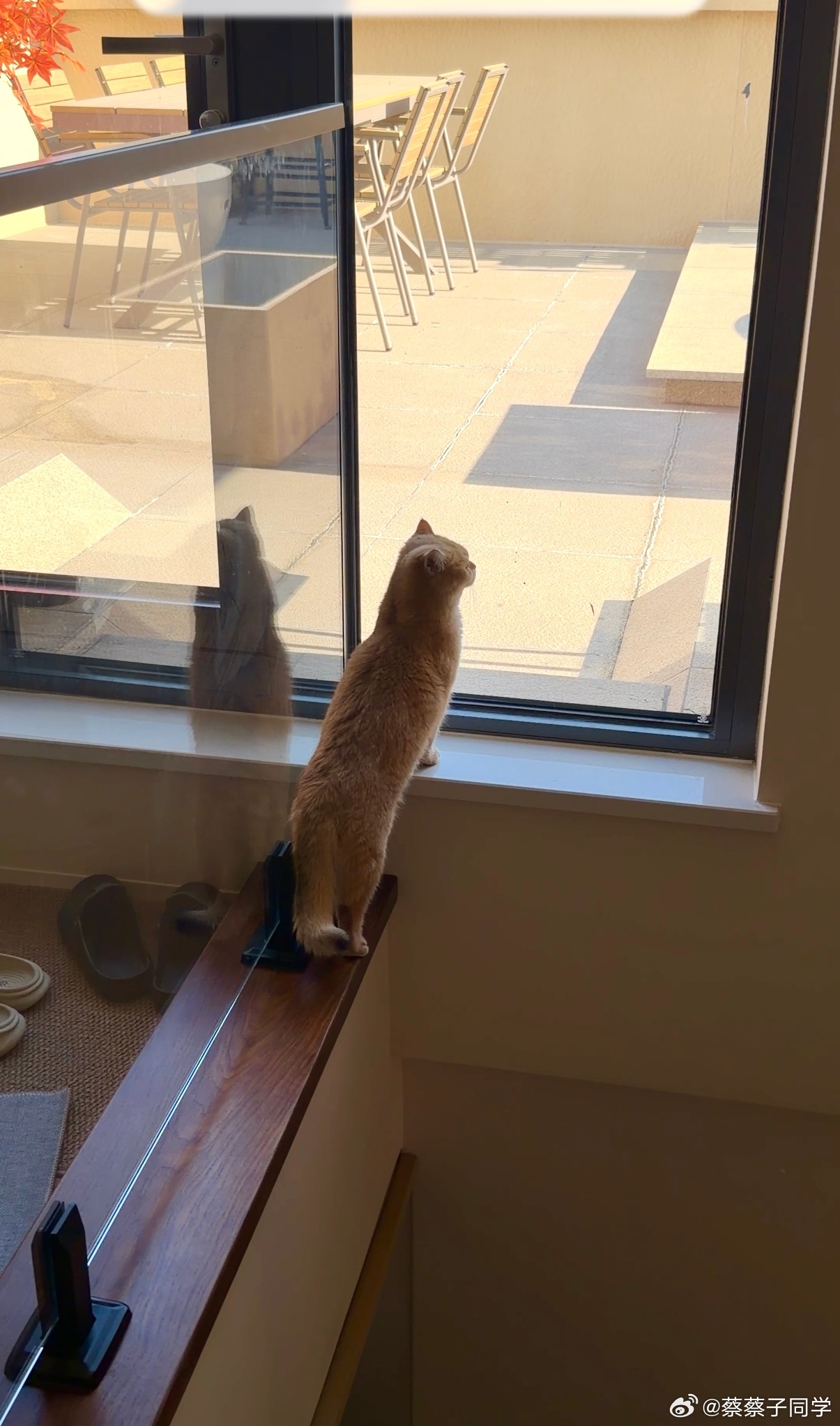 有没有什么吸引鸽子的小妙计？之前总有两只鸽子来阳台上呆会让我家猫看见了最近鸽子不