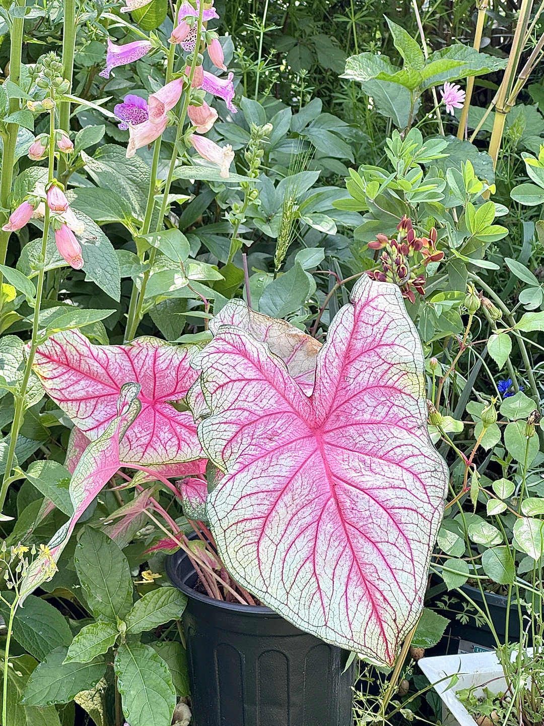 夏日就要种粉红夏日呀～夏天的颜色