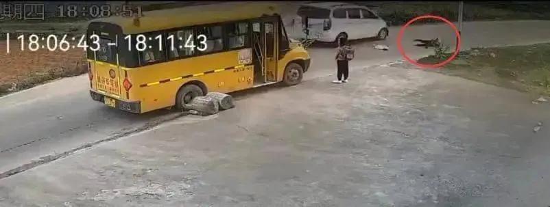 近日，一段校车附近发生的交通事故视频令人心惊。监控显示，一名男孩刚从校车下车，就