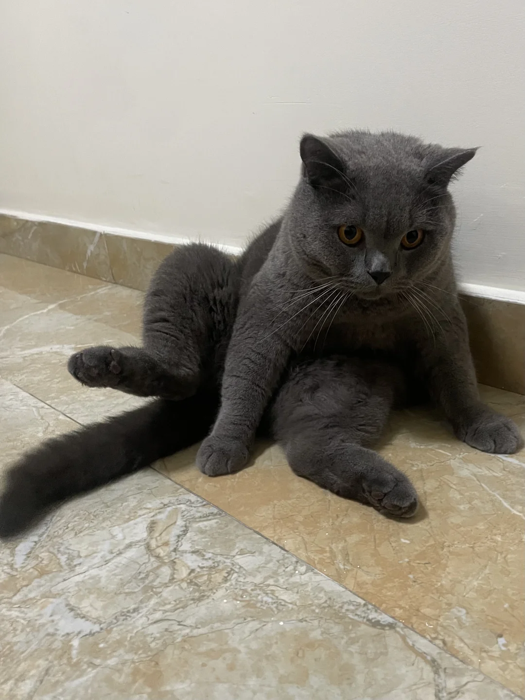 只有我觉得这是可爱，不是猥💔琐吗？