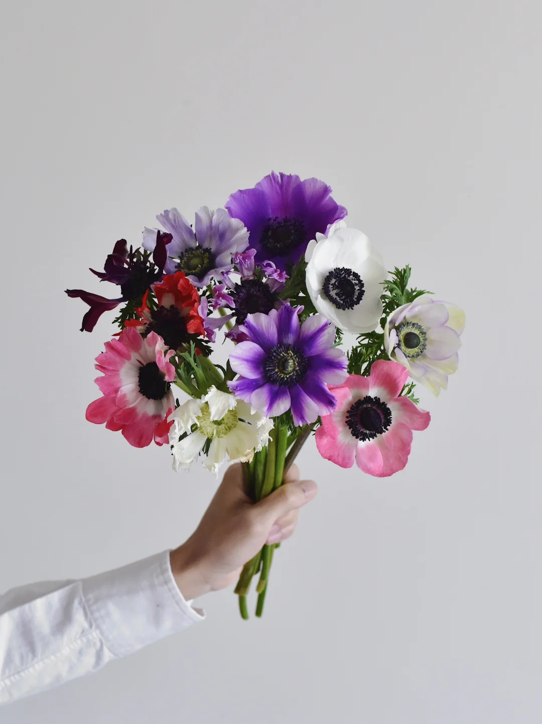 草花·碎瓣银莲