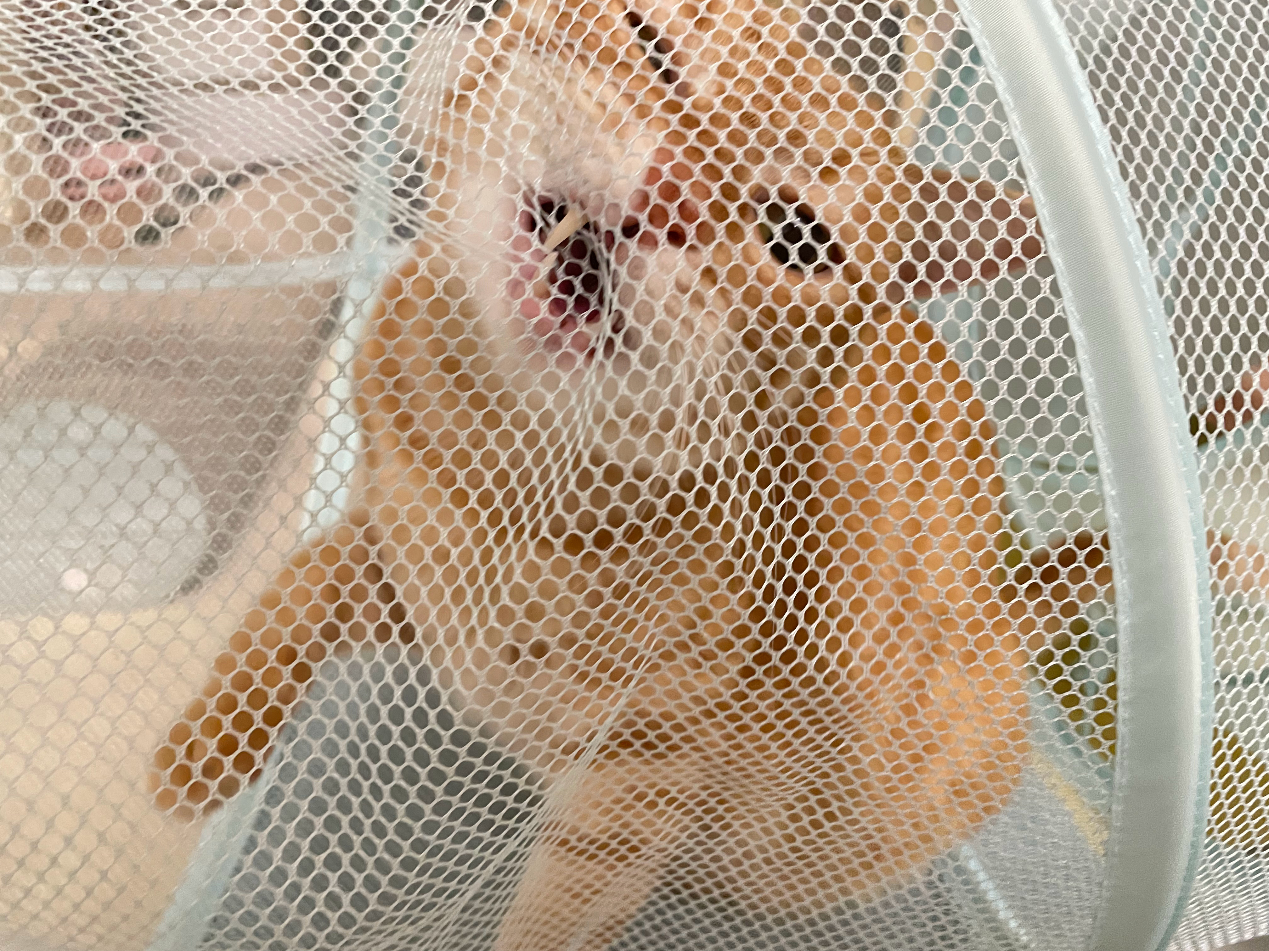 最喜欢啃隧道之猫 ​​​