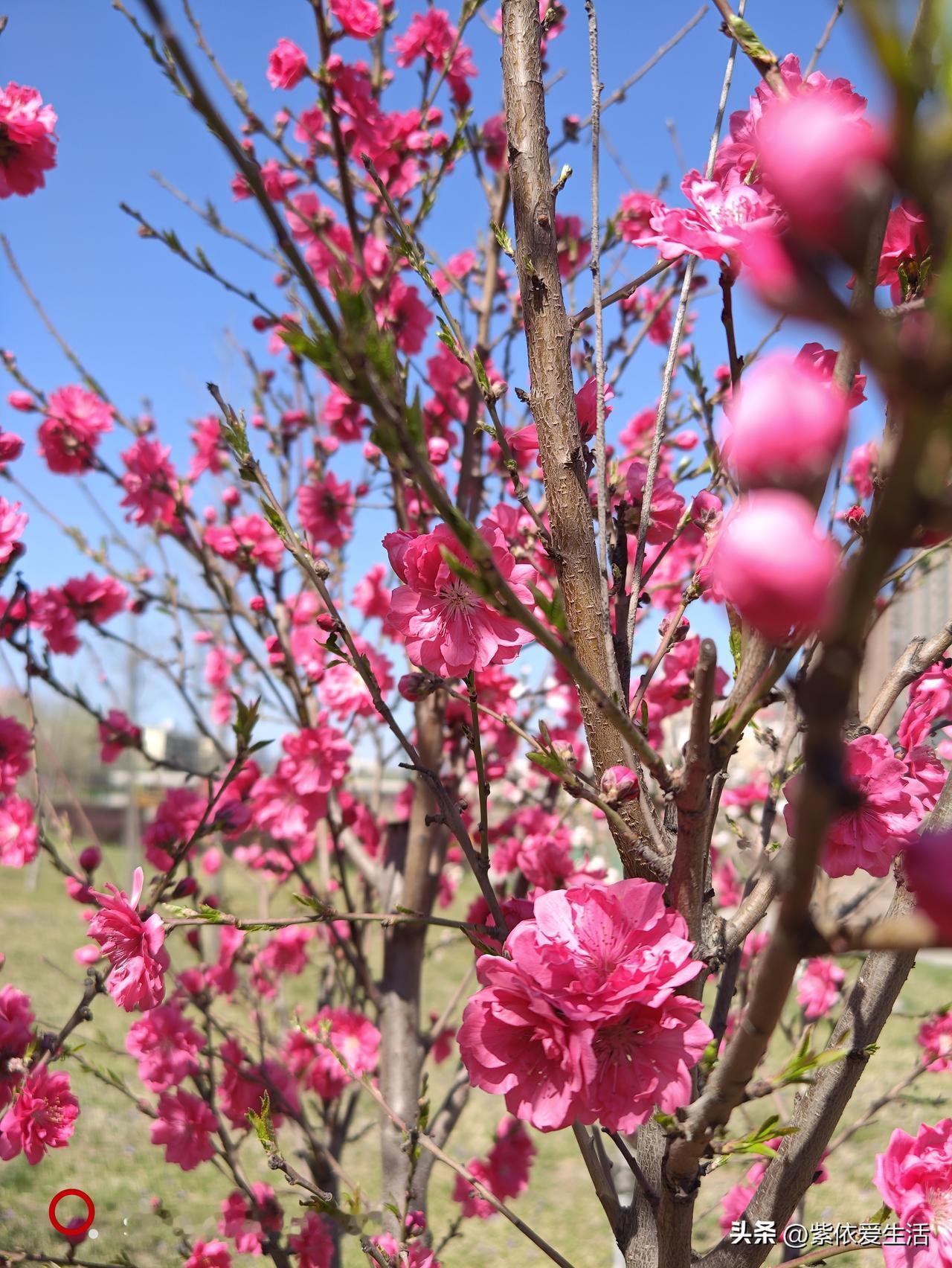 ：春赏百花蝶舞。