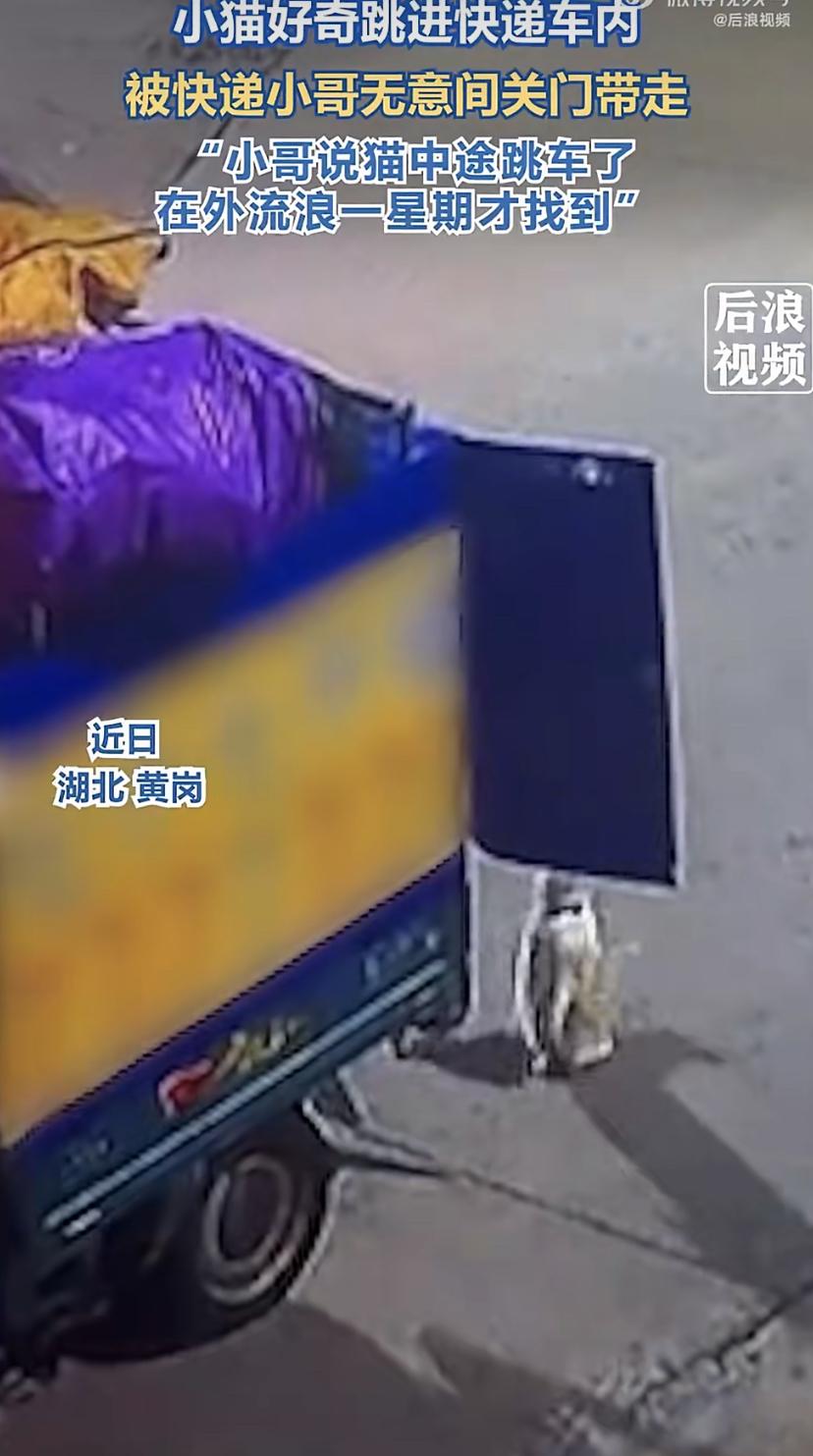最近湖北发生一件让人捏把汗的事。有只调皮猫咪在院里玩，自己跳进了快递车，结果被不