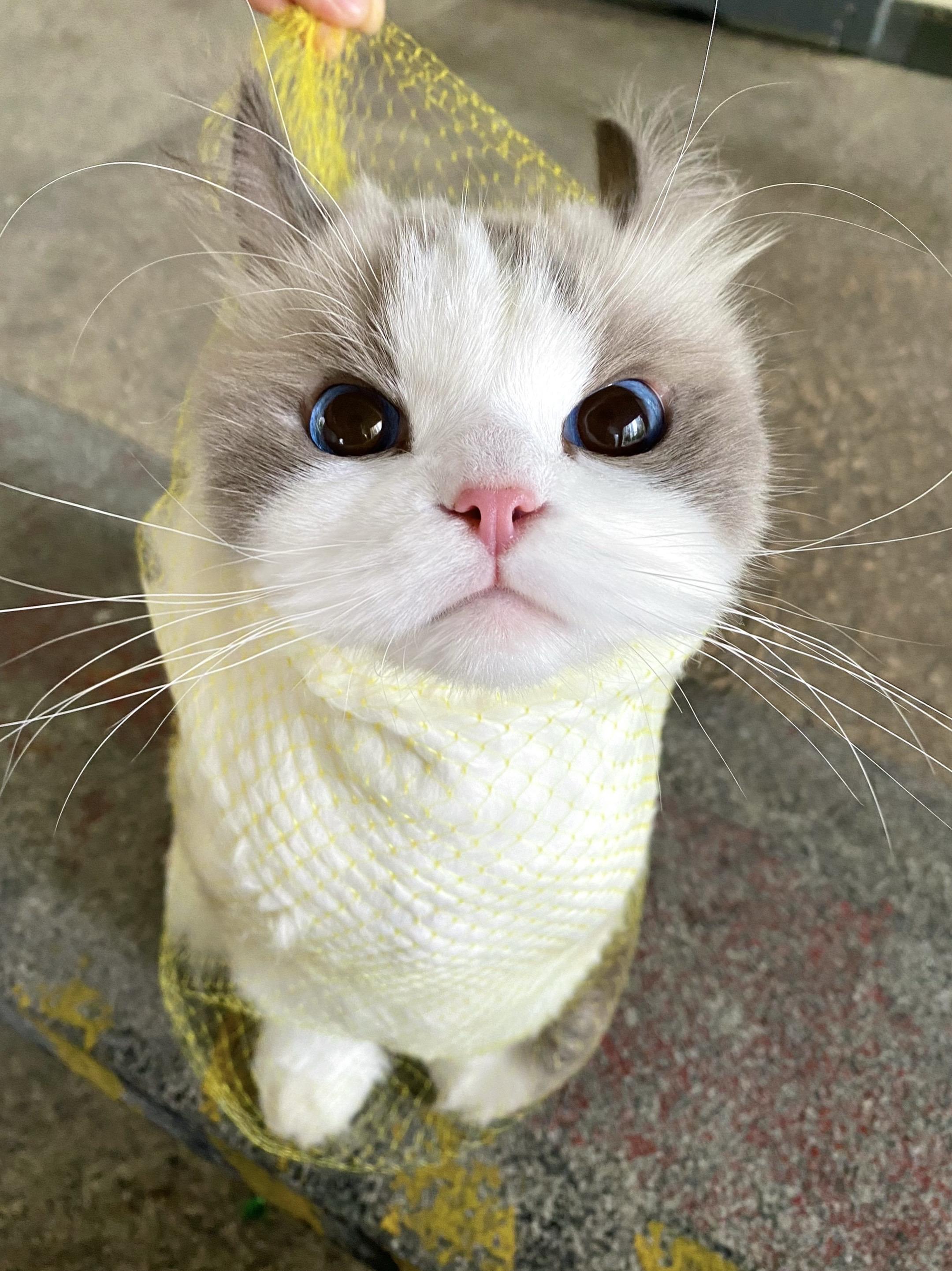 当我的航空箱摔坏了…而小猫又要去体检 于是路过的保洁阿姨给我掏出一个兜🫨