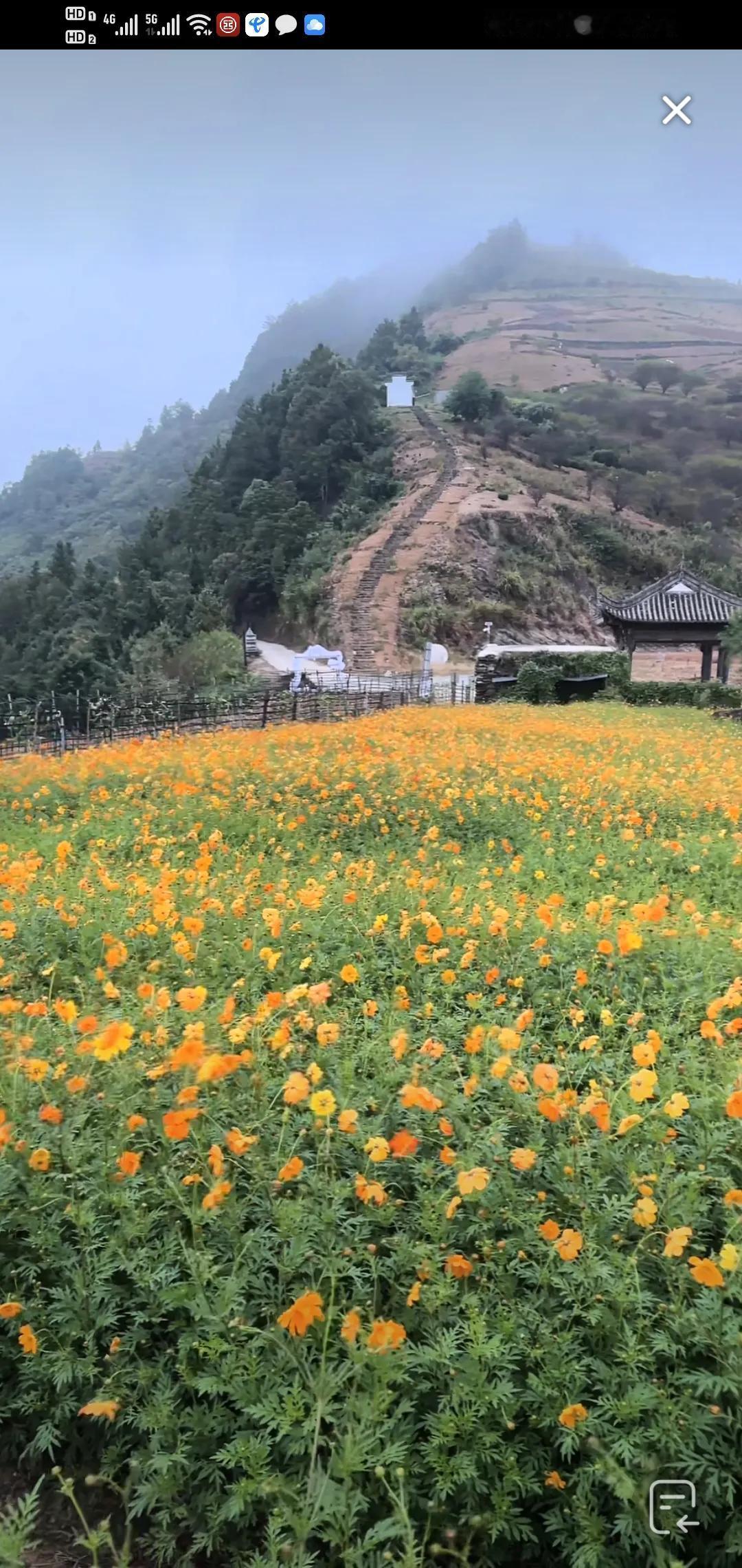 #秋日生活打卡季#秋意正浓的十月，打卡每一片绚烂的枫叶林，收藏这个季节独有的浪漫