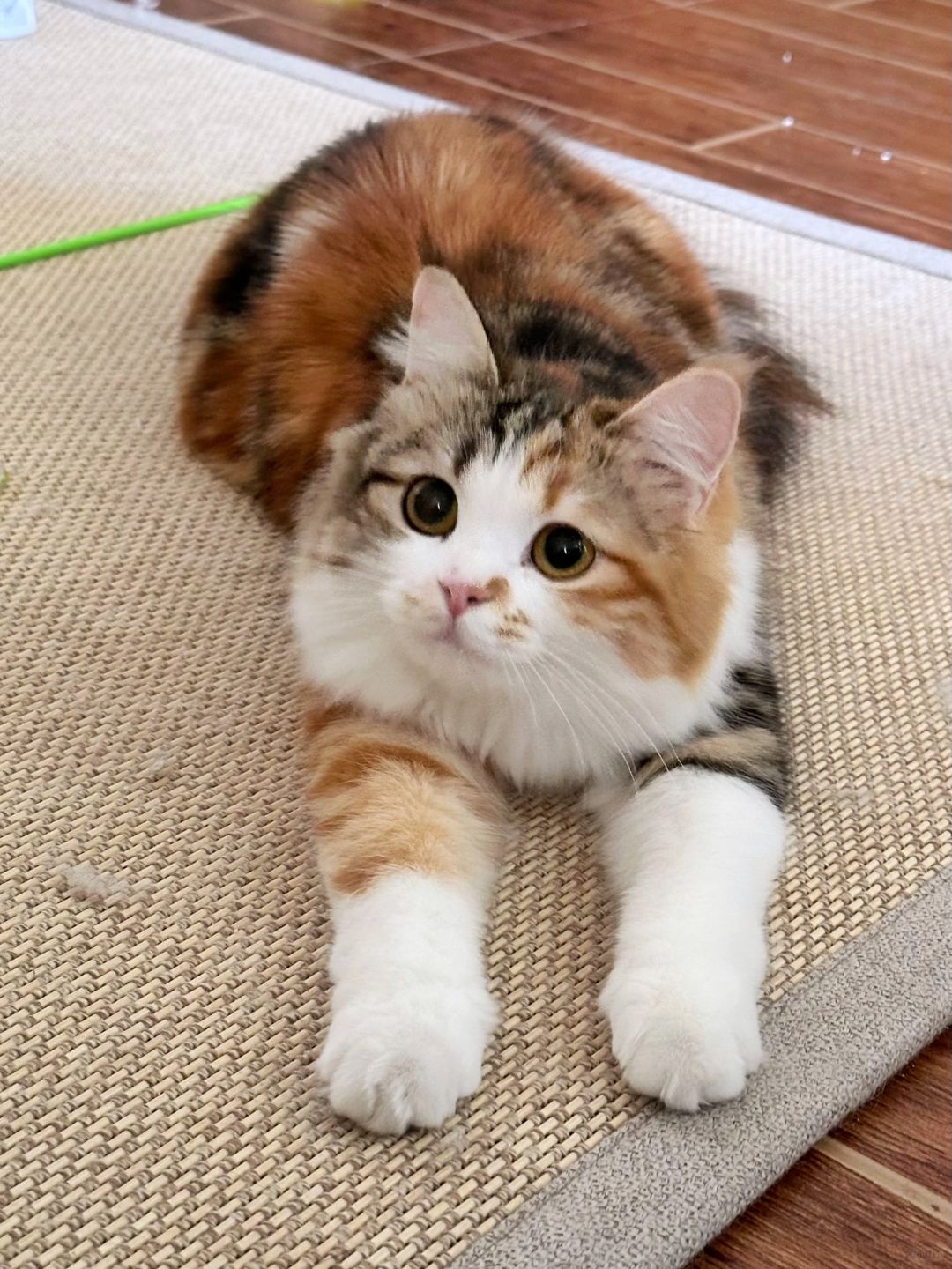 听说 小猫的手大能抓财