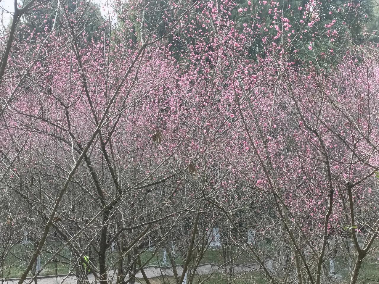 绵阳富乐山梅岭太“红”了！富乐山总是让人们“好看”，这不梅岭就让人“眼红”。一眼