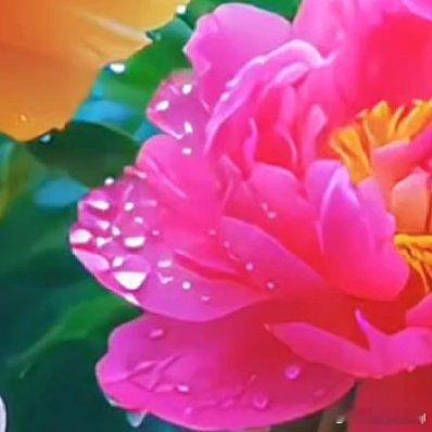 幸福是一朵调皮的花朵，用真心浇灌，花朵终将绽放 