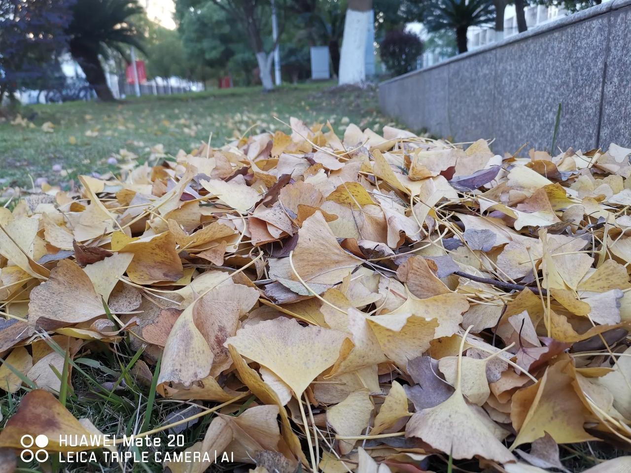歌舞升平
晴天丽日