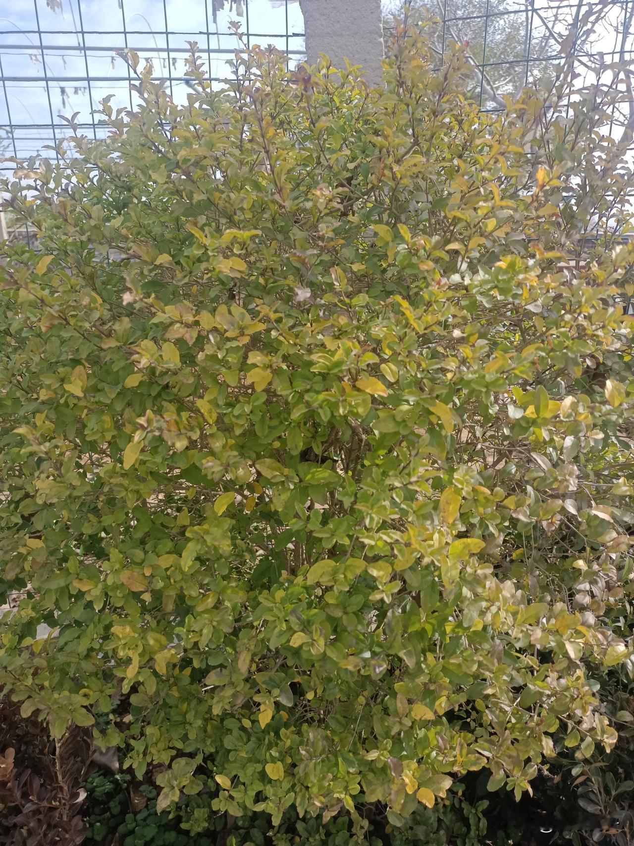 我老家家门口的小叶黄杨，
藏着冬天最踏实的温柔
家门口那丛小叶黄杨，成了冬日里最