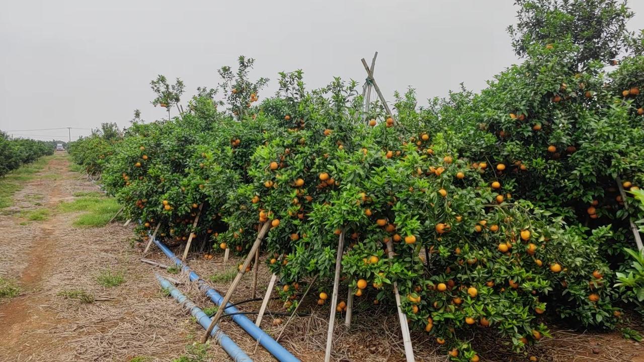 卖完果后，会不会成为风景树。🌳 沃柑卖完果后变“风景树”的真相 这个说法是沃柑