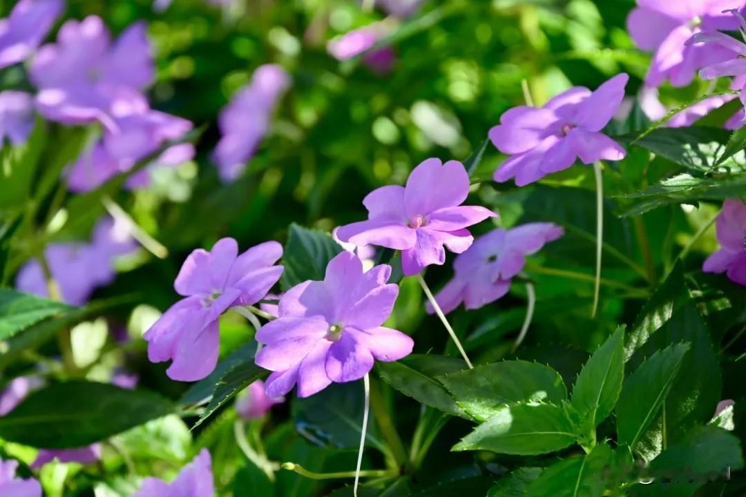 夏花盛开