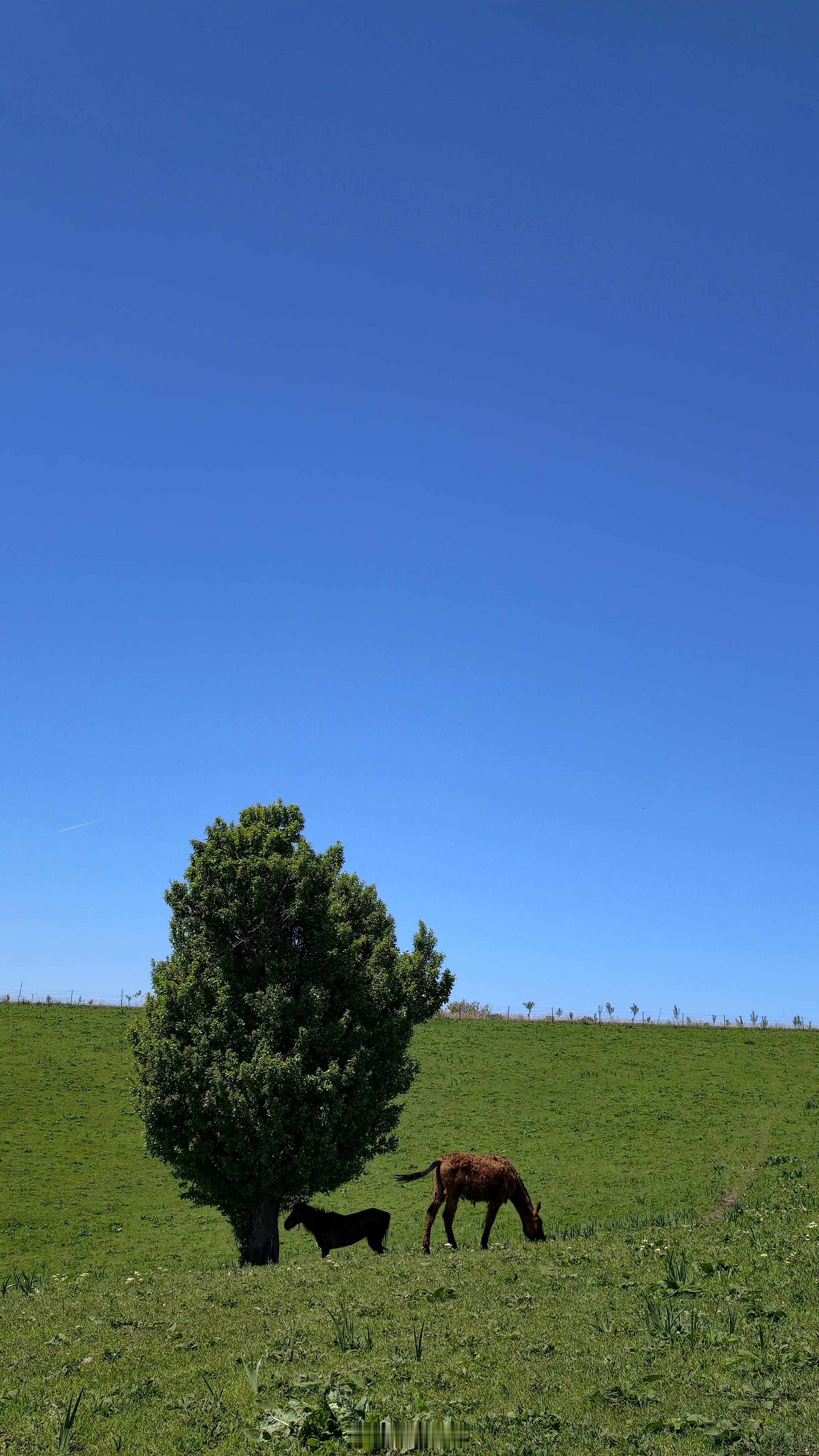 新疆旅行伊犁 去库尔德宁的路上偶遇一片长了几棵野苹果树的山坡，跟农民买上一壶奶茶