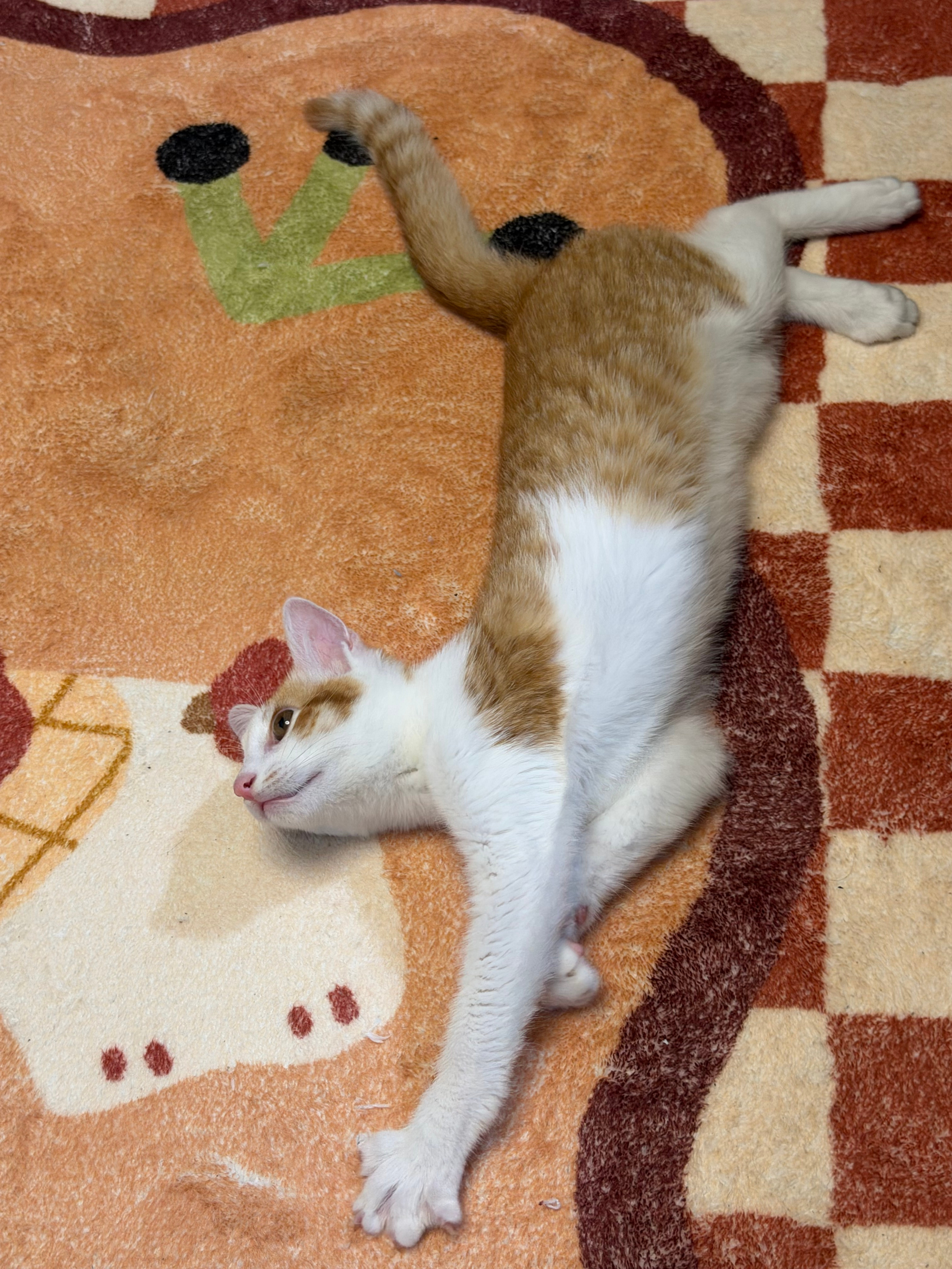 喵星人日常吸猫 今天猫主子认主啦 